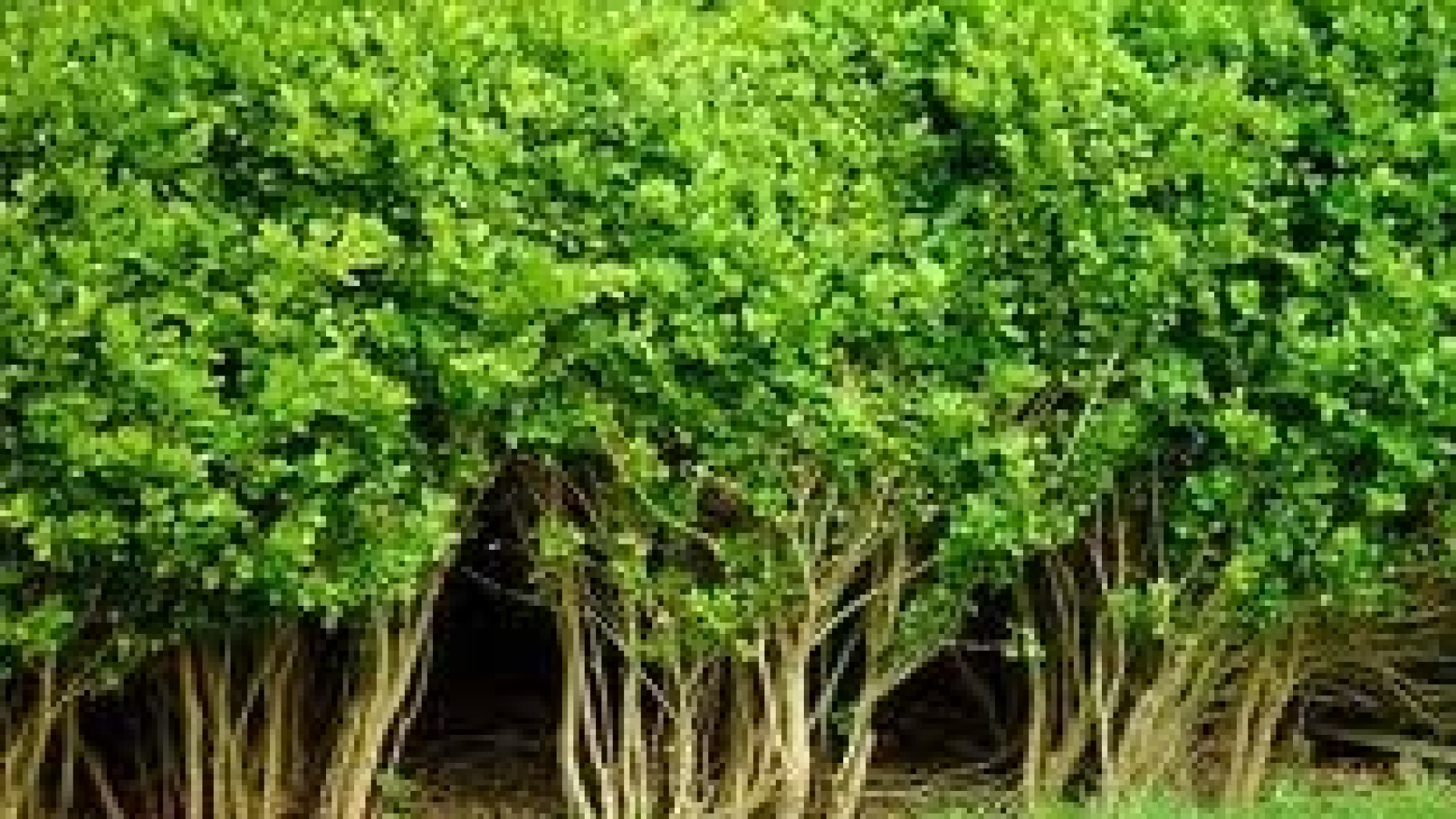 Bobbio, cade dalla scala mentre pota una pianta in giardino
