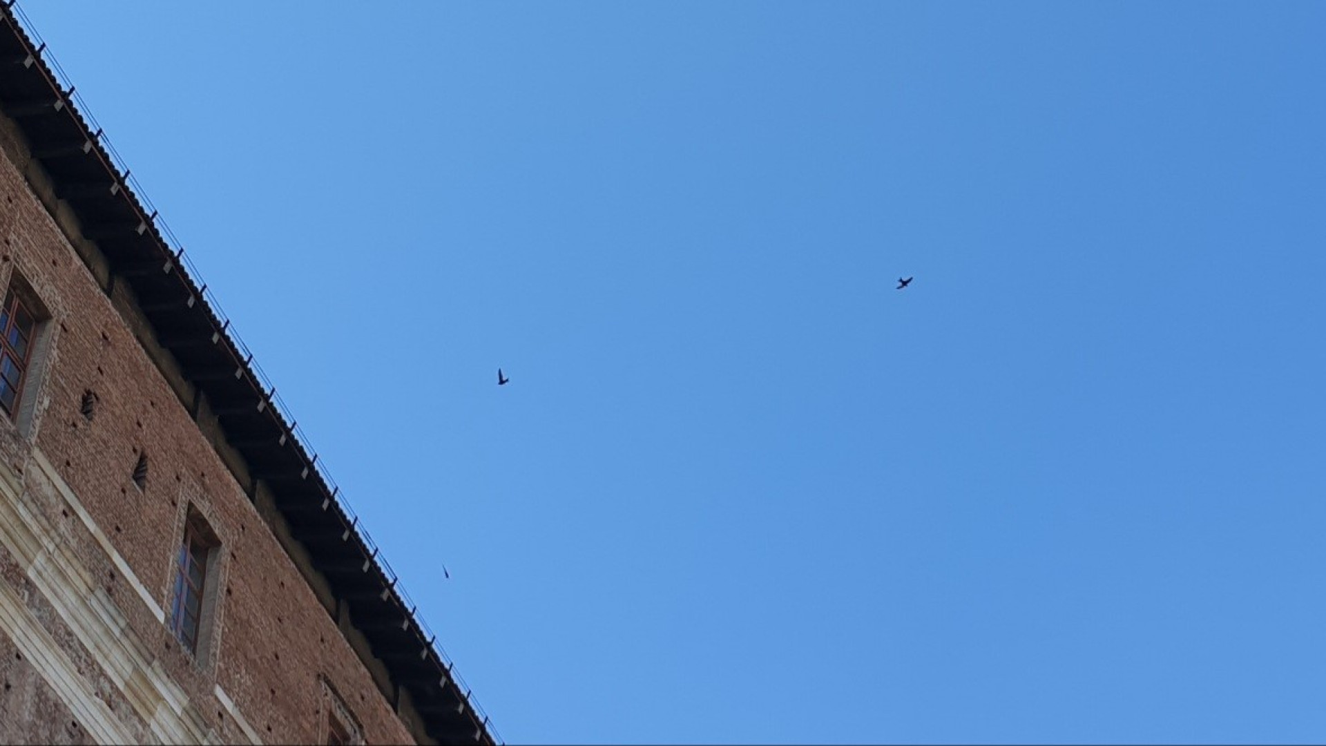 Festival dei Rondoni. Alla scoperta degli abitanti migratori di Palazzo Farnese