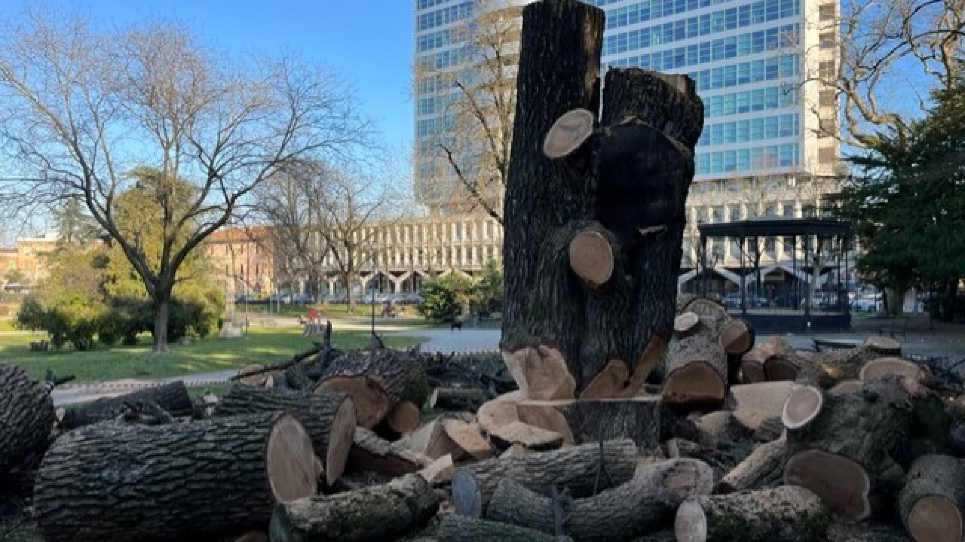 Ai Giardini Margherita addio al secondo Cedro del Libano. Il legno a scuole e realtà locali