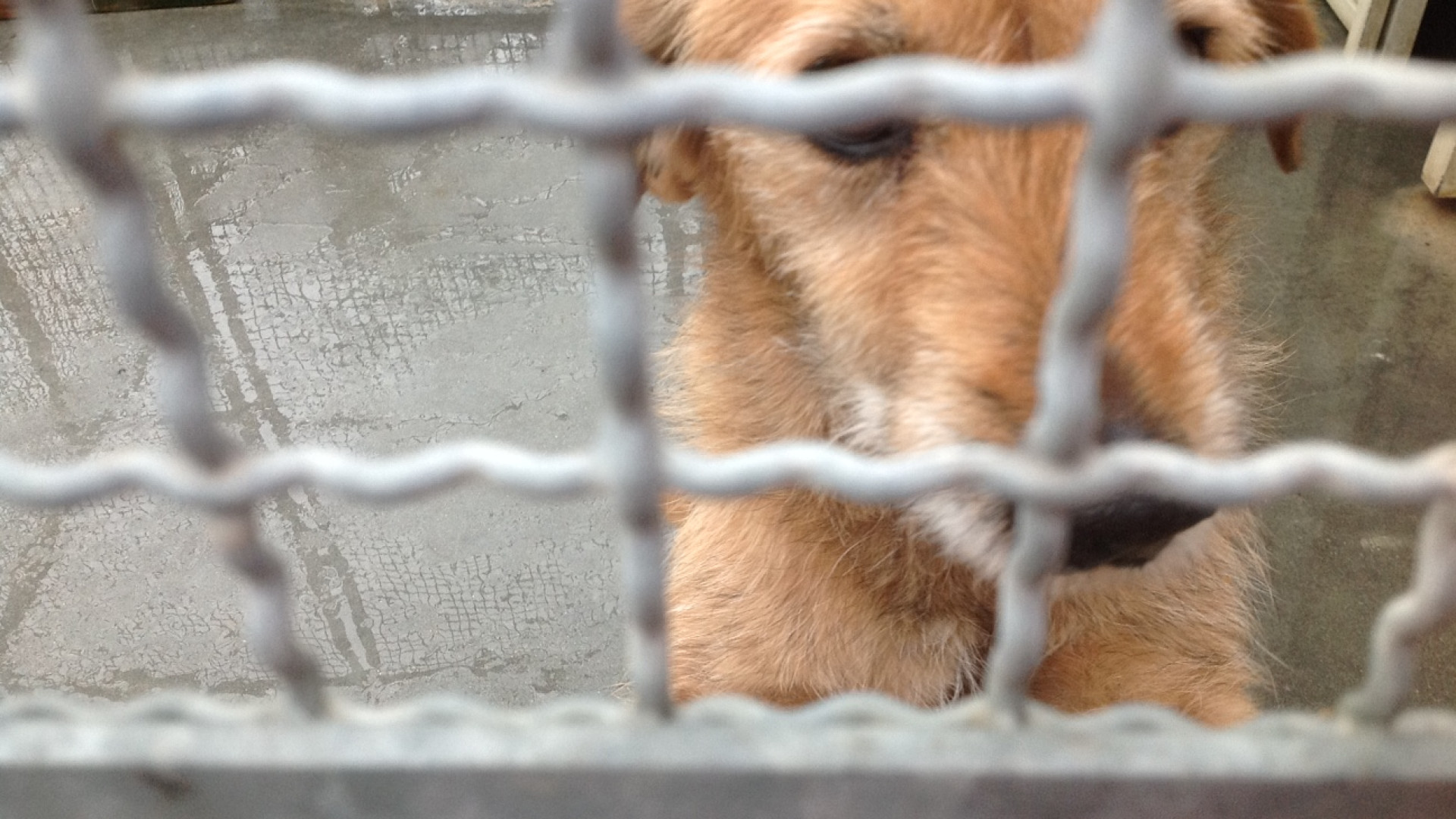 Cani randagi, truffati sette Comuni piacentini. Veterinario patteggia