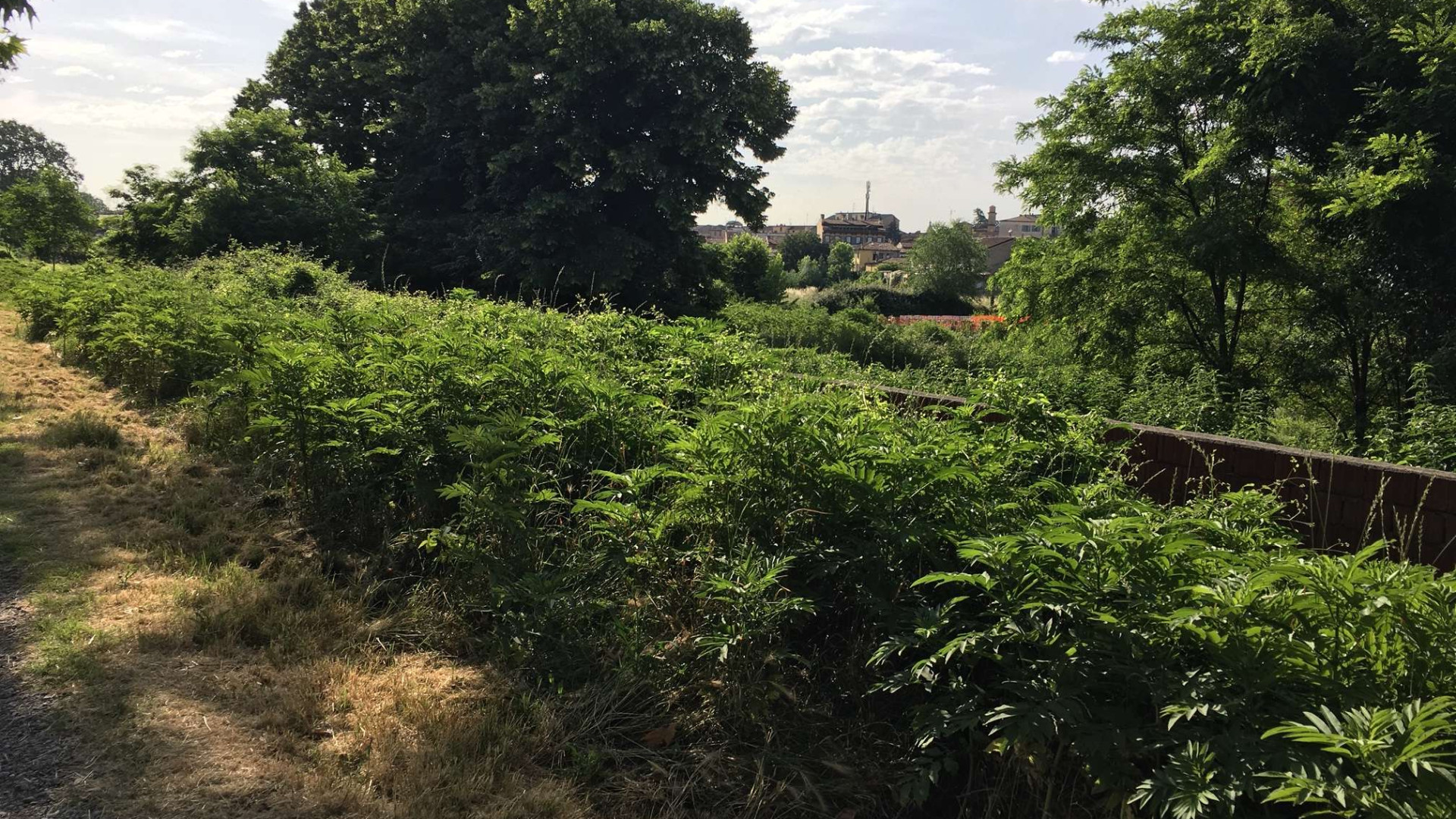 Verde pubblico, il Comune di Piacenza cerca un agronomo: domande entro il 30 ottobre