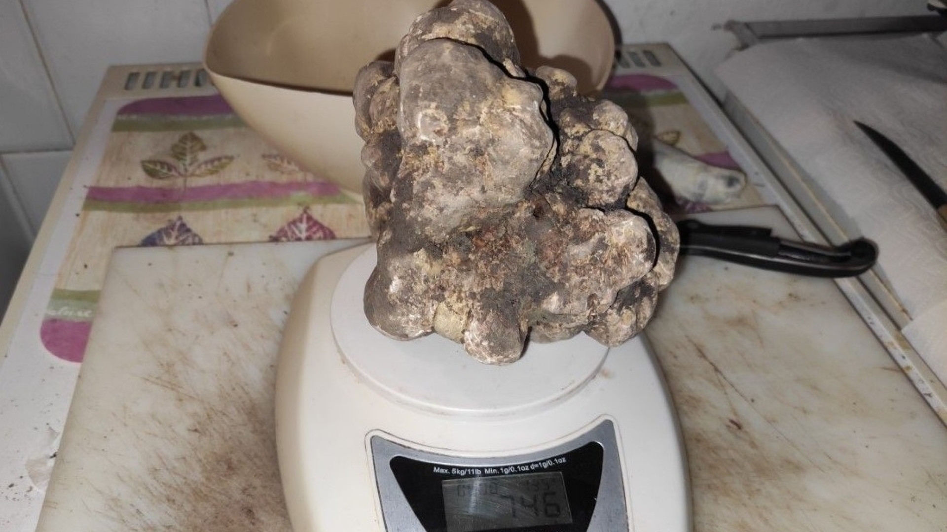 Val d'Arda, fungaiolo trova un tartufo bianco gigante da sette etti e mezzo