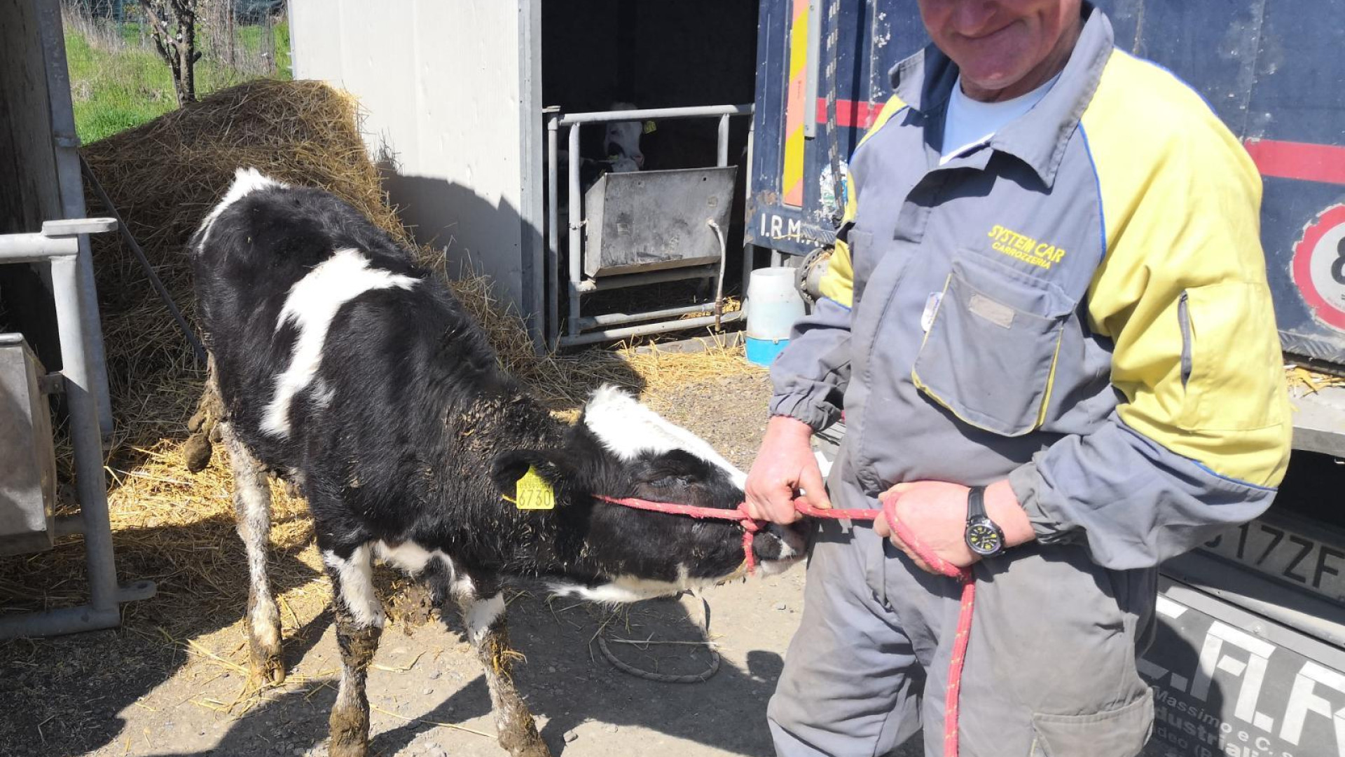 Ventiquattro allevatori piacentini donano manze ai colleghi di Amatrice