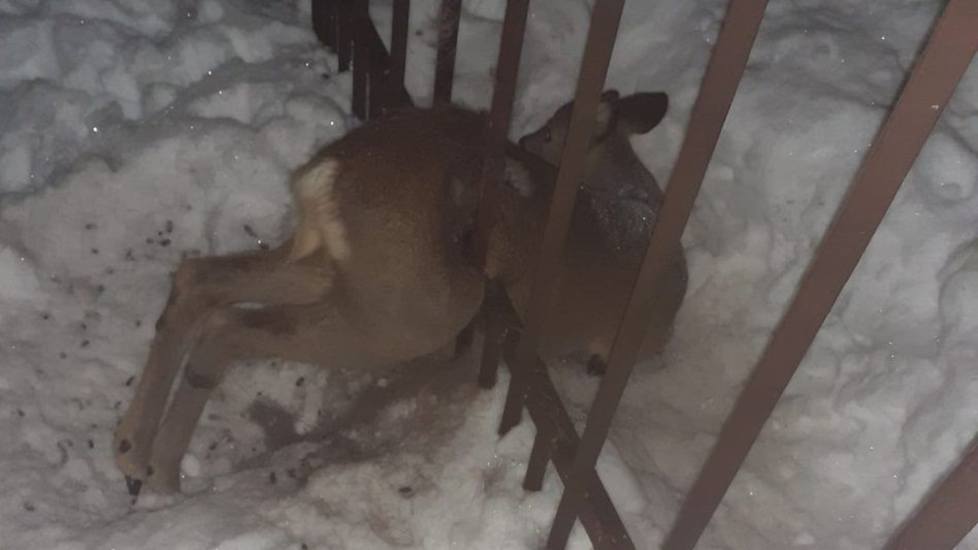 Salvato un capriolo rimasto incastrato tra le sbarre di un cancello