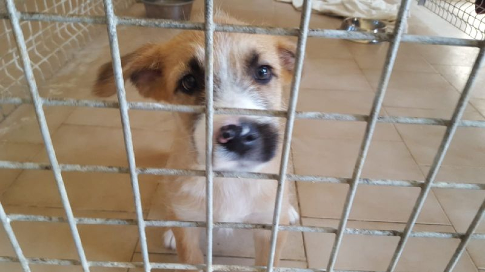 "Il mio appartamento di Piacenza agli ospiti del canile": il testamento di una 74enne