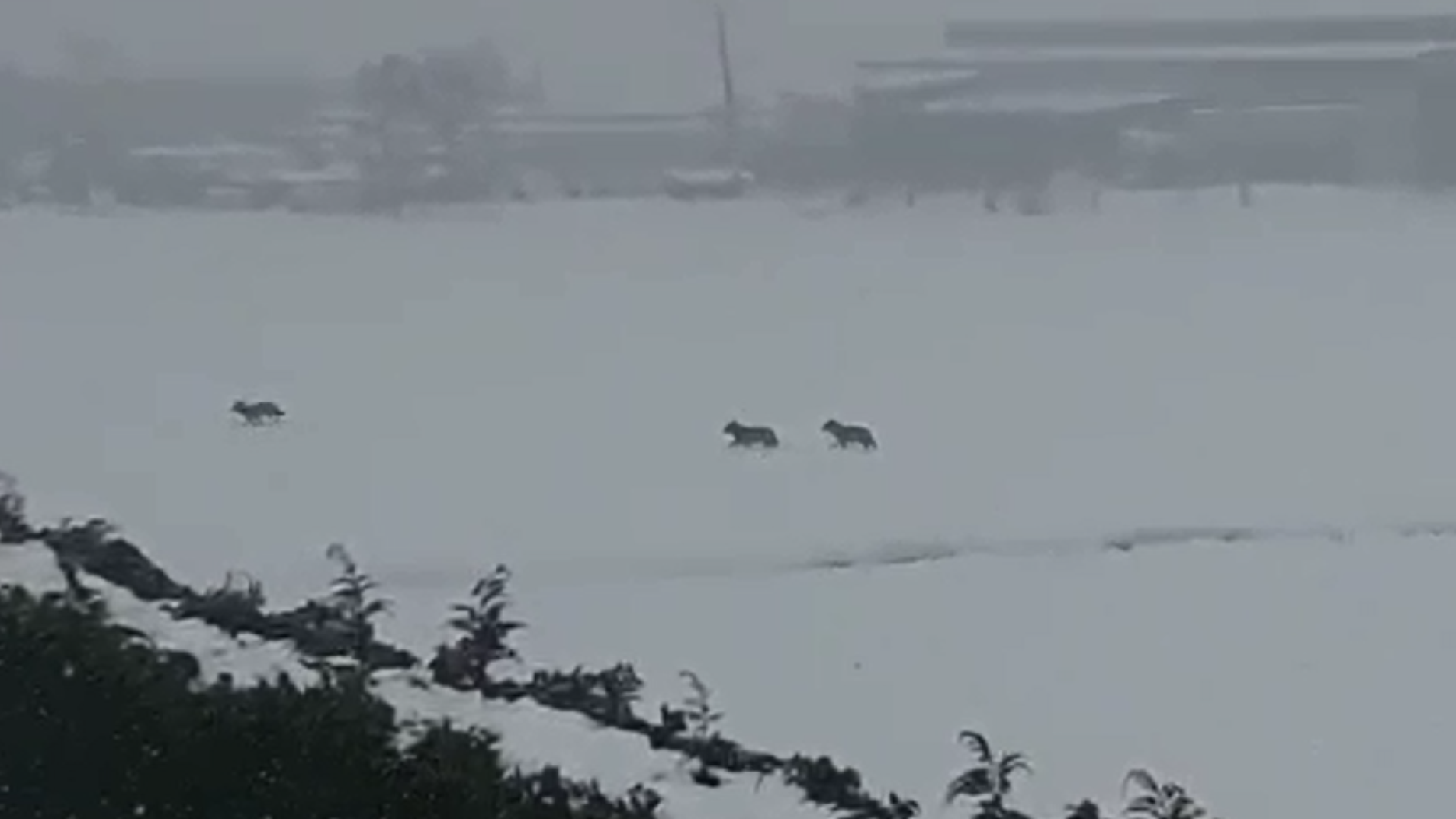 Un branco di lupi avanza nella neve alle porte di San Giorgio IL VIDEO