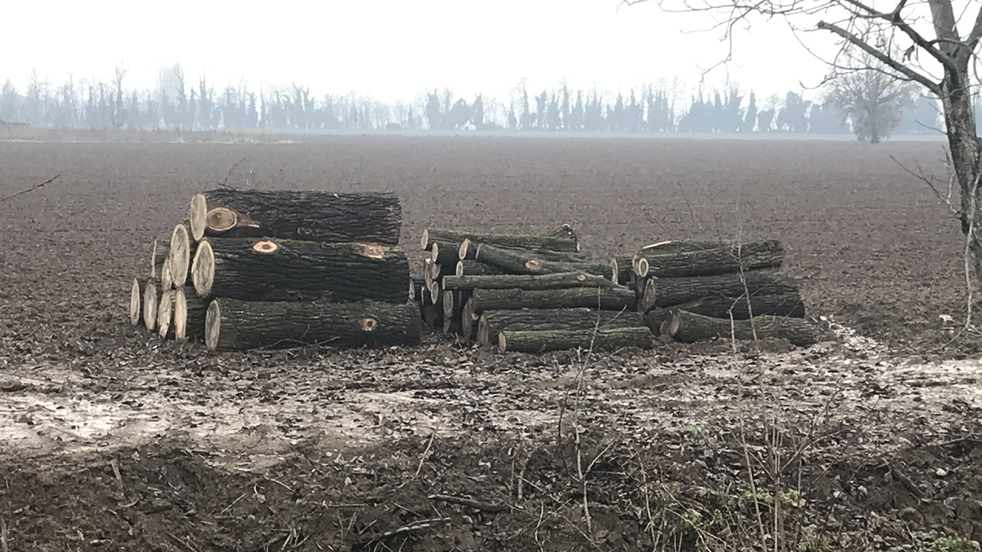 Alberi abbattuti tra Pittolo e La Verza, protestano i cittadini