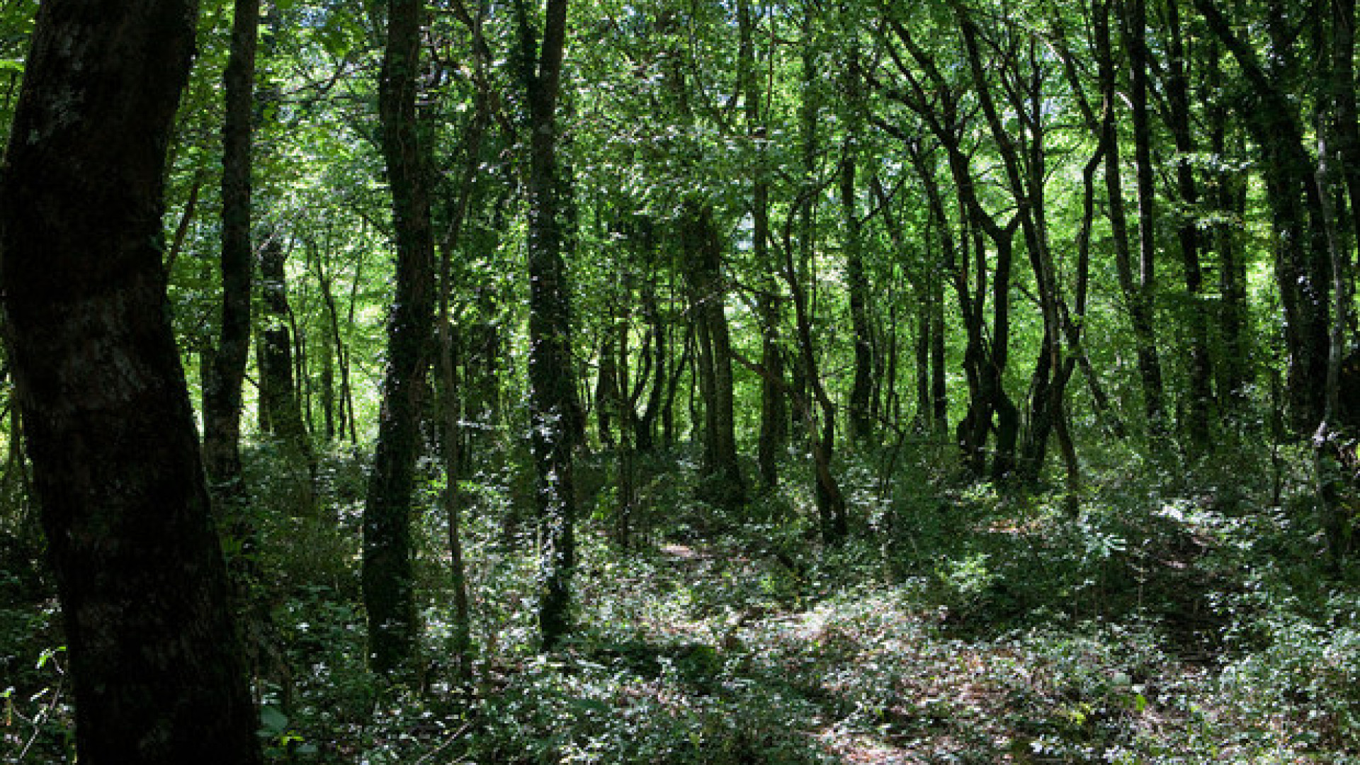 Bobbio, ancora cavi tesi nel bosco ad altezza uomo per far cadere bici e moto
