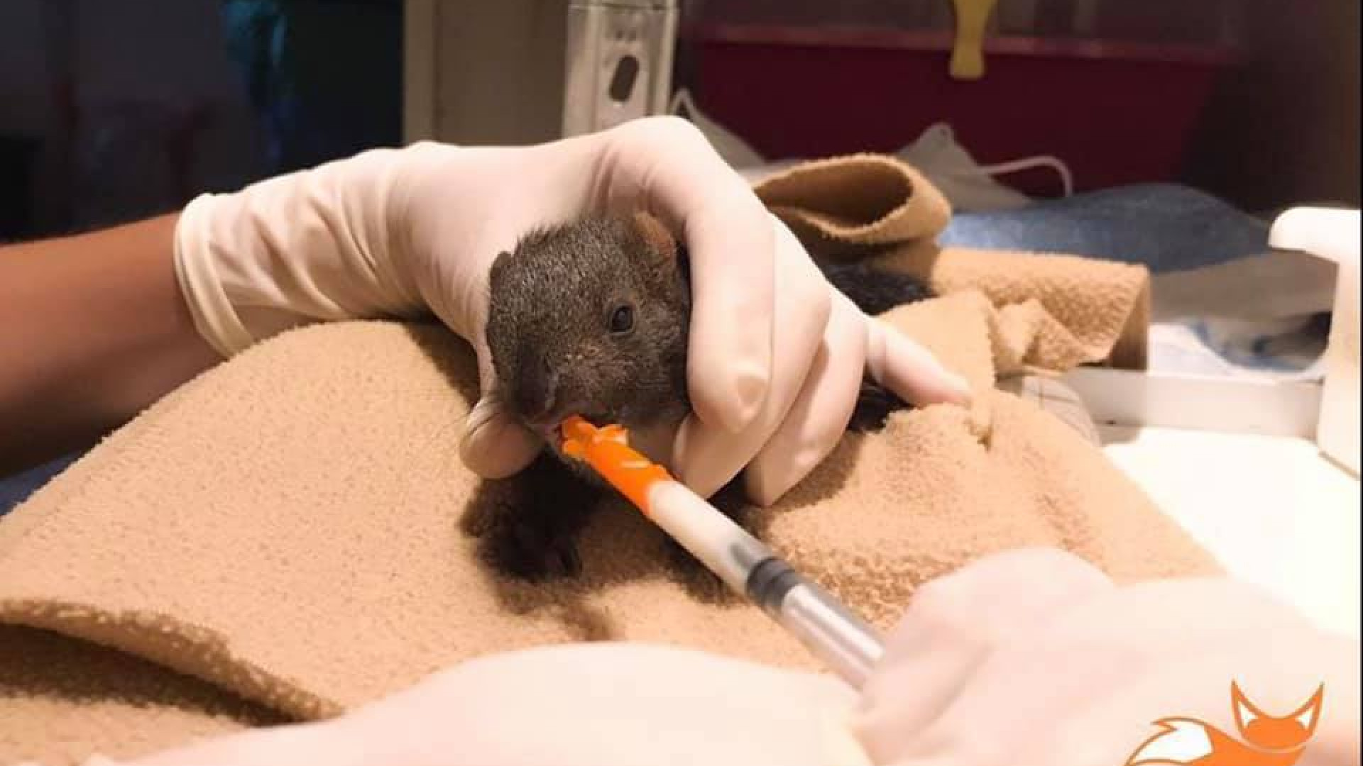 Da gennaio 700 animali ricoverati al Wildlife Rescue Center. "Servono volontari"