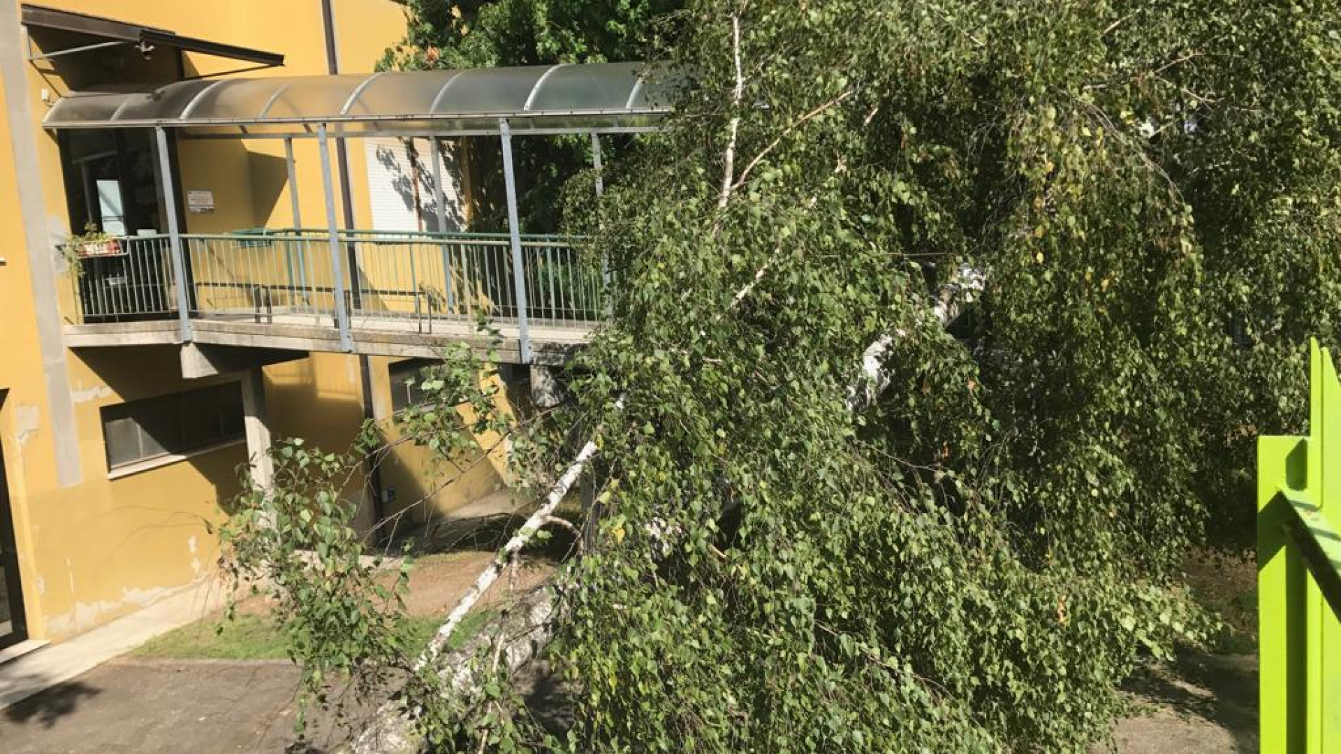Scuola Due Giugno: albero cade sulla passerella di ingresso poco prima dell'entrata dei bambini