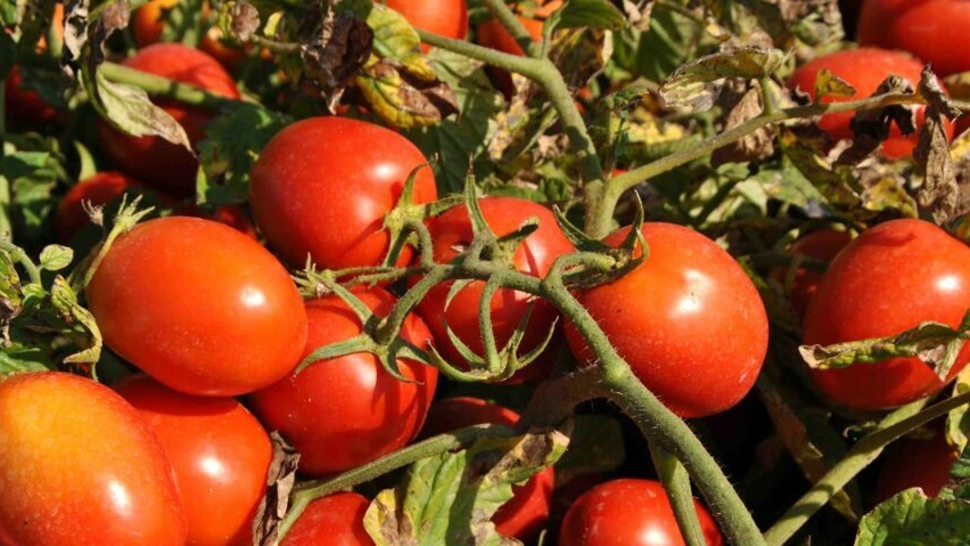 Al via la campagna del pomodoro, Coldiretti: "Flessione produttiva"