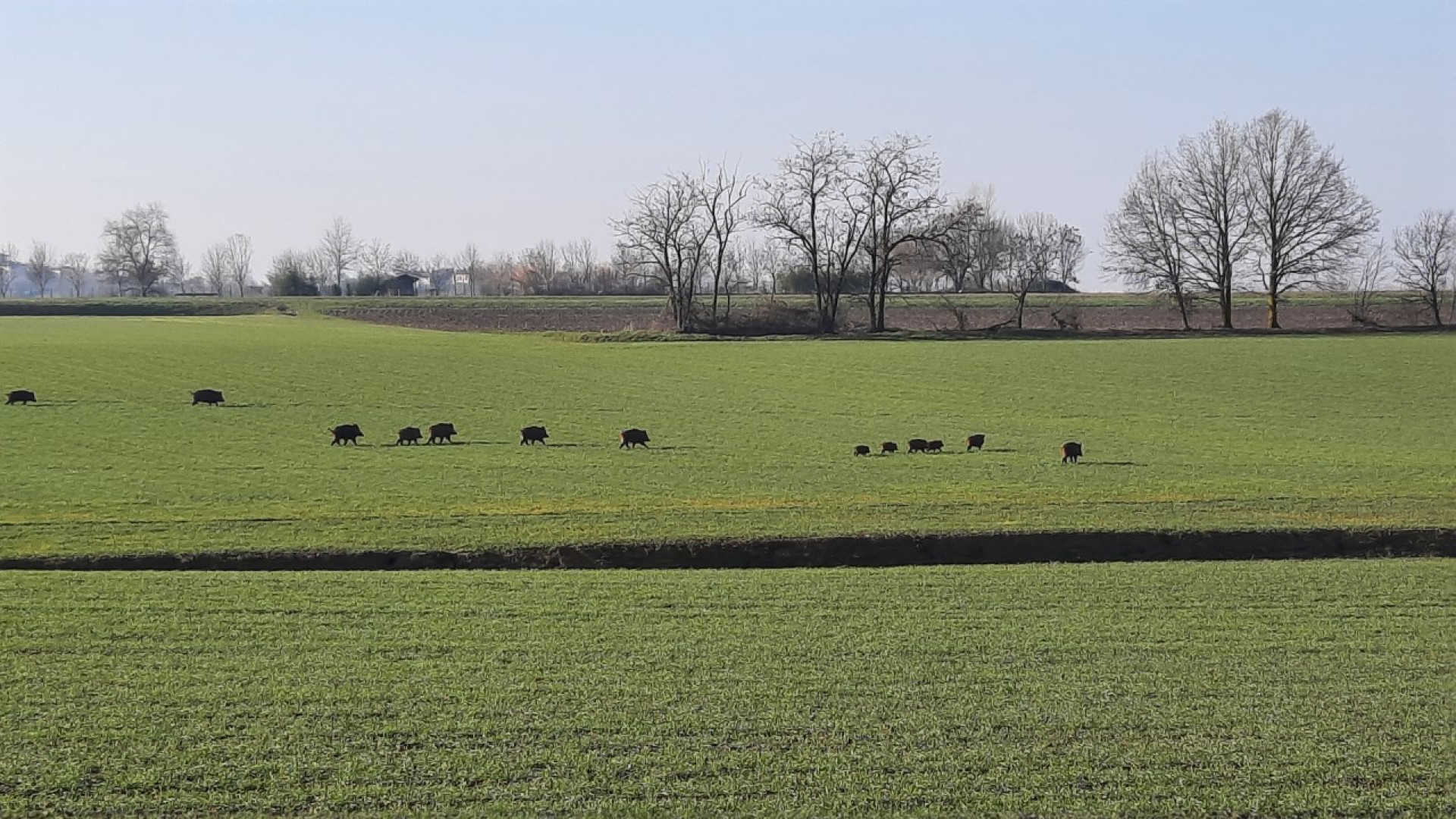 Maxi branco di 16 cinghiali "a spasso" per le campagne