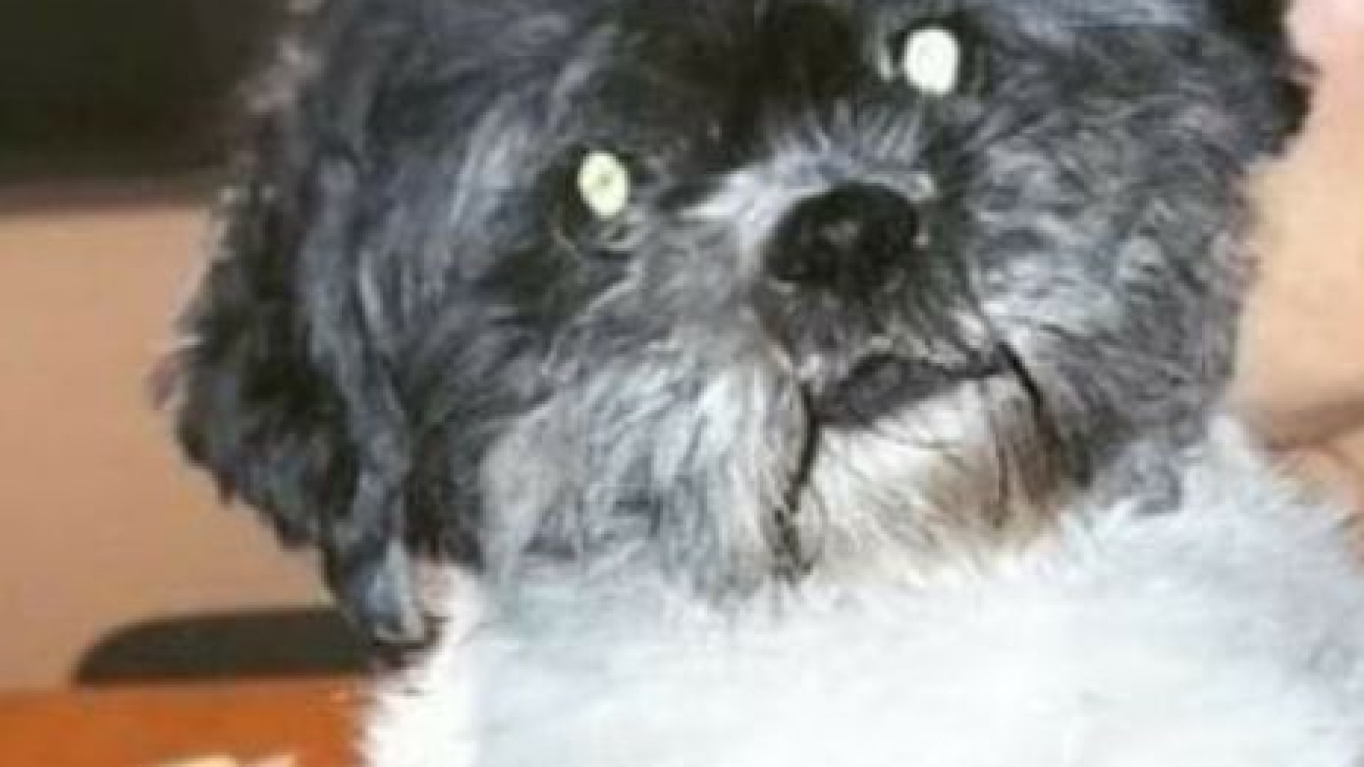 Dogo azzanna e uccide un cane nell'area sgambamento: "Padrona irrintracciabile"