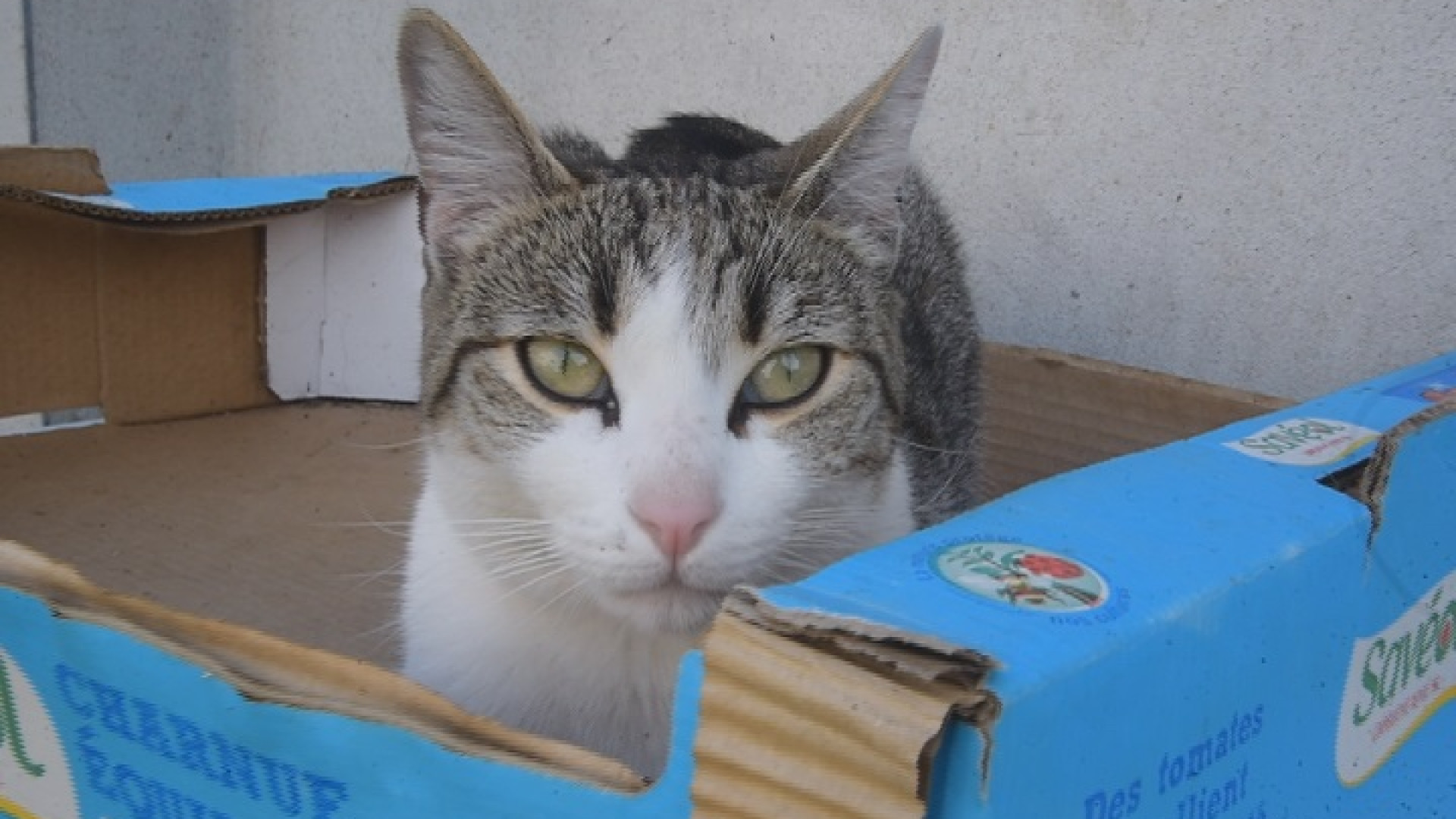 Gattile, in aumento le rinunce: "Pensare bene prima di adottare"