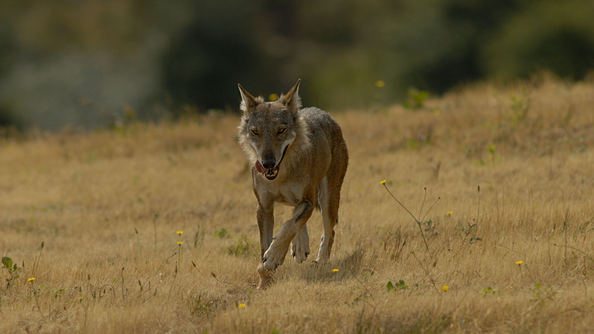 Lupo in Valnure, in corso monitoraggio. Gli esperti: “Poteva essere un cane”