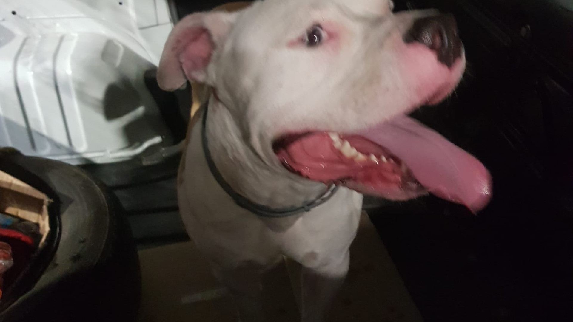 Pitbull vaga nella notte in via Colombo. Catturato e restituito al proprietario