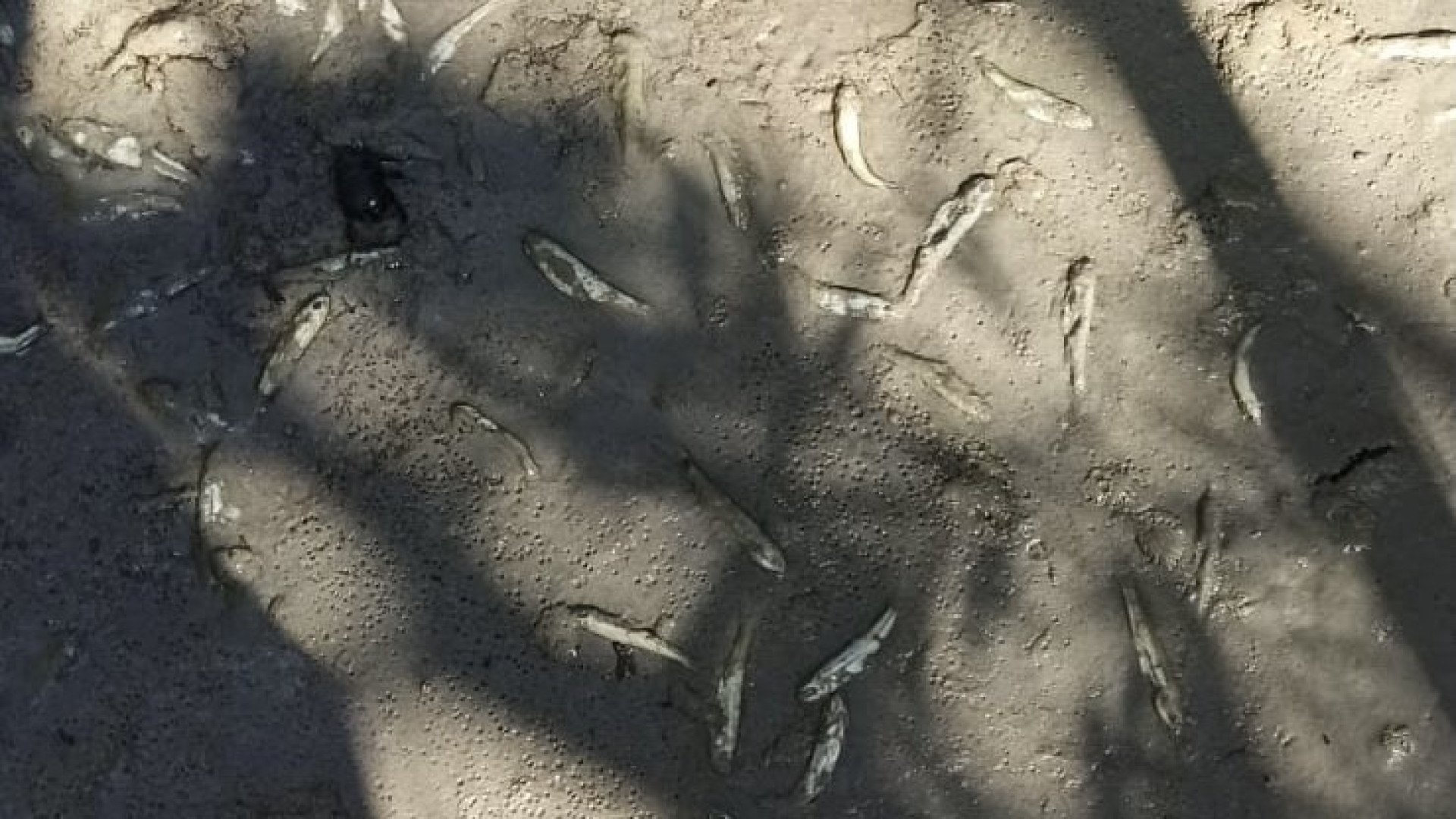 La denuncia: "In Aveto decine di pesci morti dopo lo svaso della diga di Boschi"