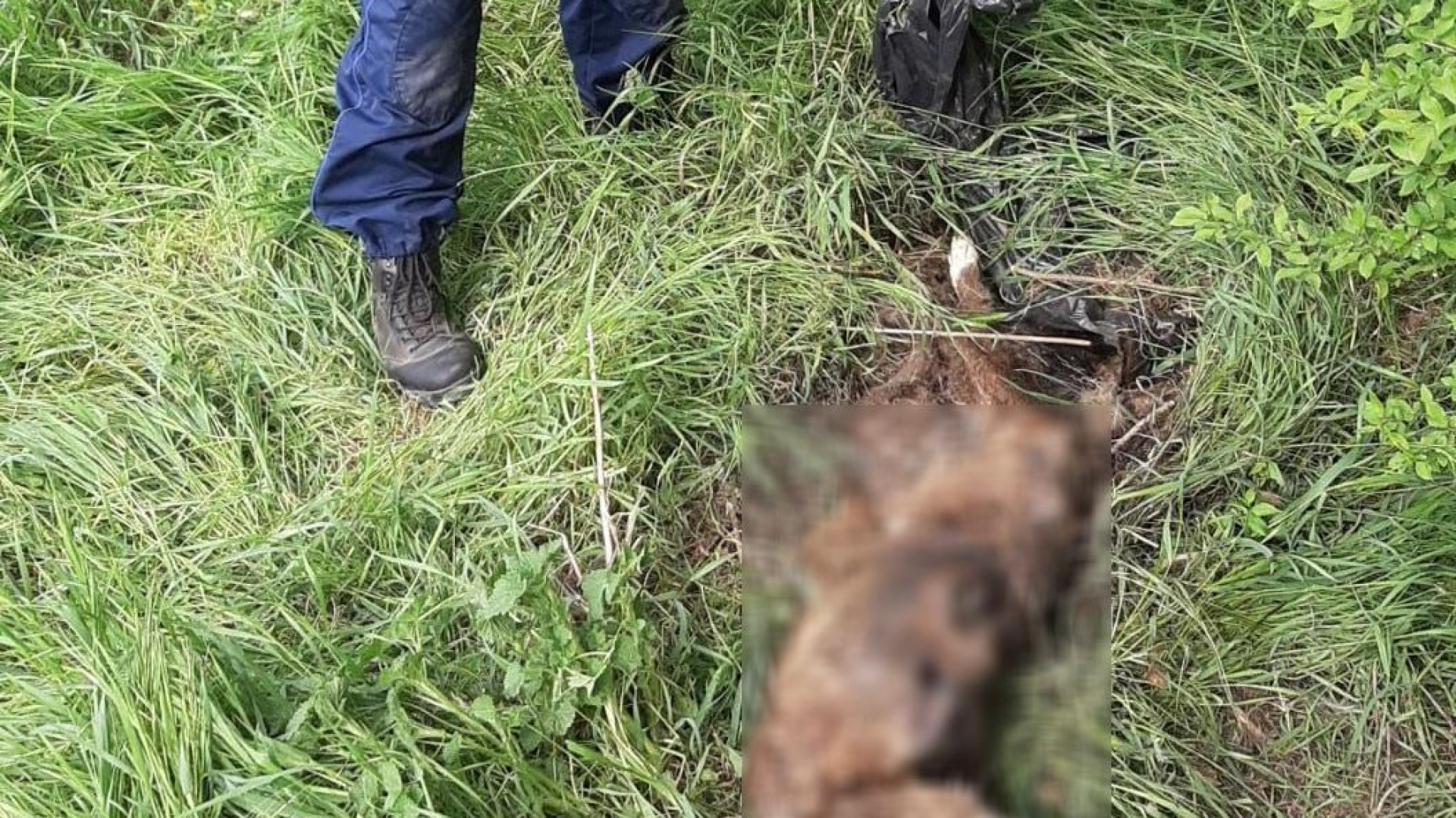 Orrore in un bosco a Rottofreno: cane massacrato nascosto in un sacco