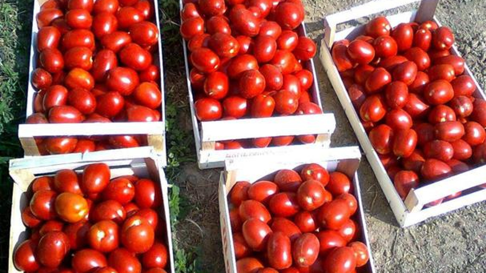 Pomodori da industria troppo maturi, Bosoni: "Danni per le aziende"
