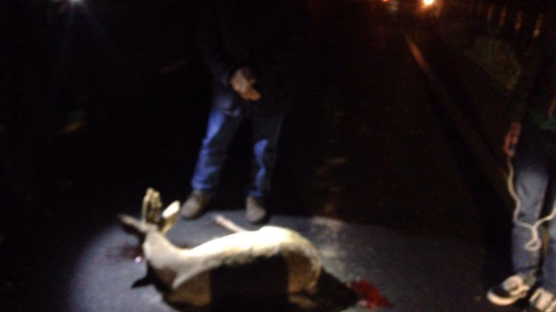 Capriolo investito ed abbattuto: mancano fondi e volontari, è polemica