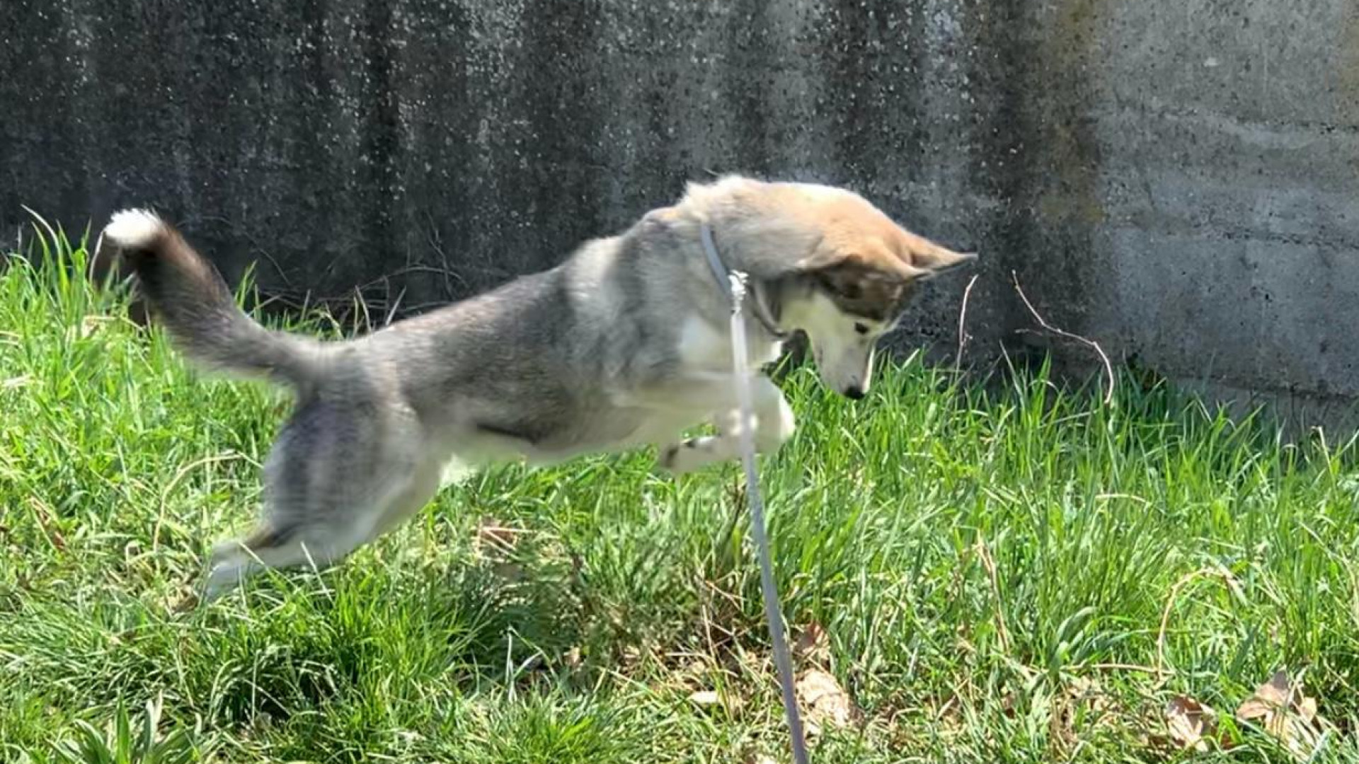 Temperature bollenti e colpo di calore, animali a rischio: "Mai lasciarli in auto"