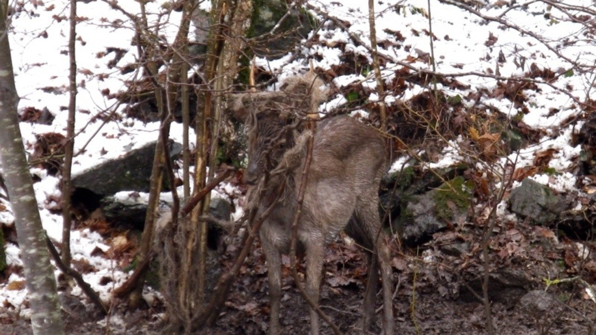 Capriolo impigliato al laccio, i pompieri lo traggono in salvo