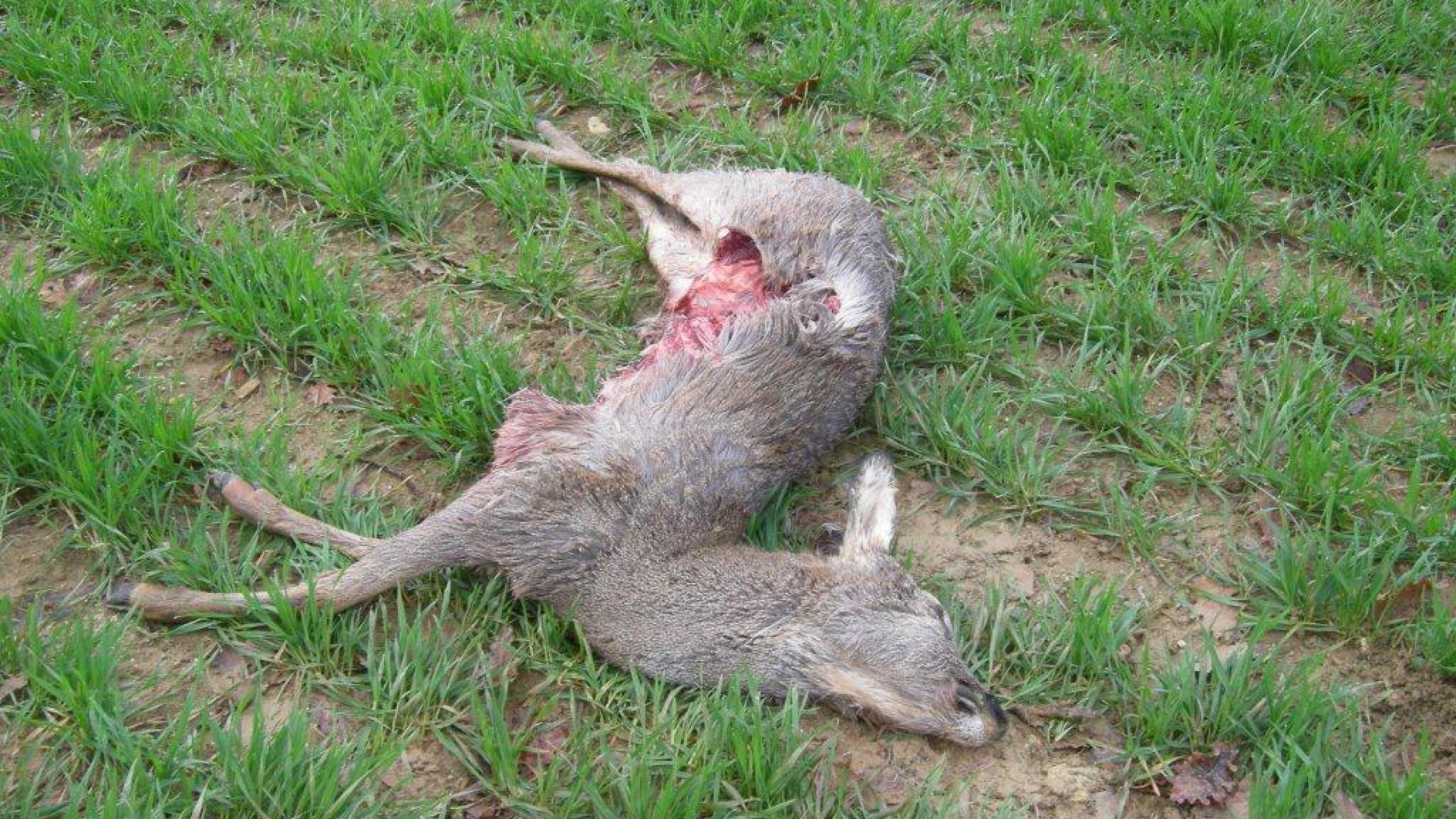 Gropparello, un testimone: "Il capriolo morto era nel prato". Ecco la foto