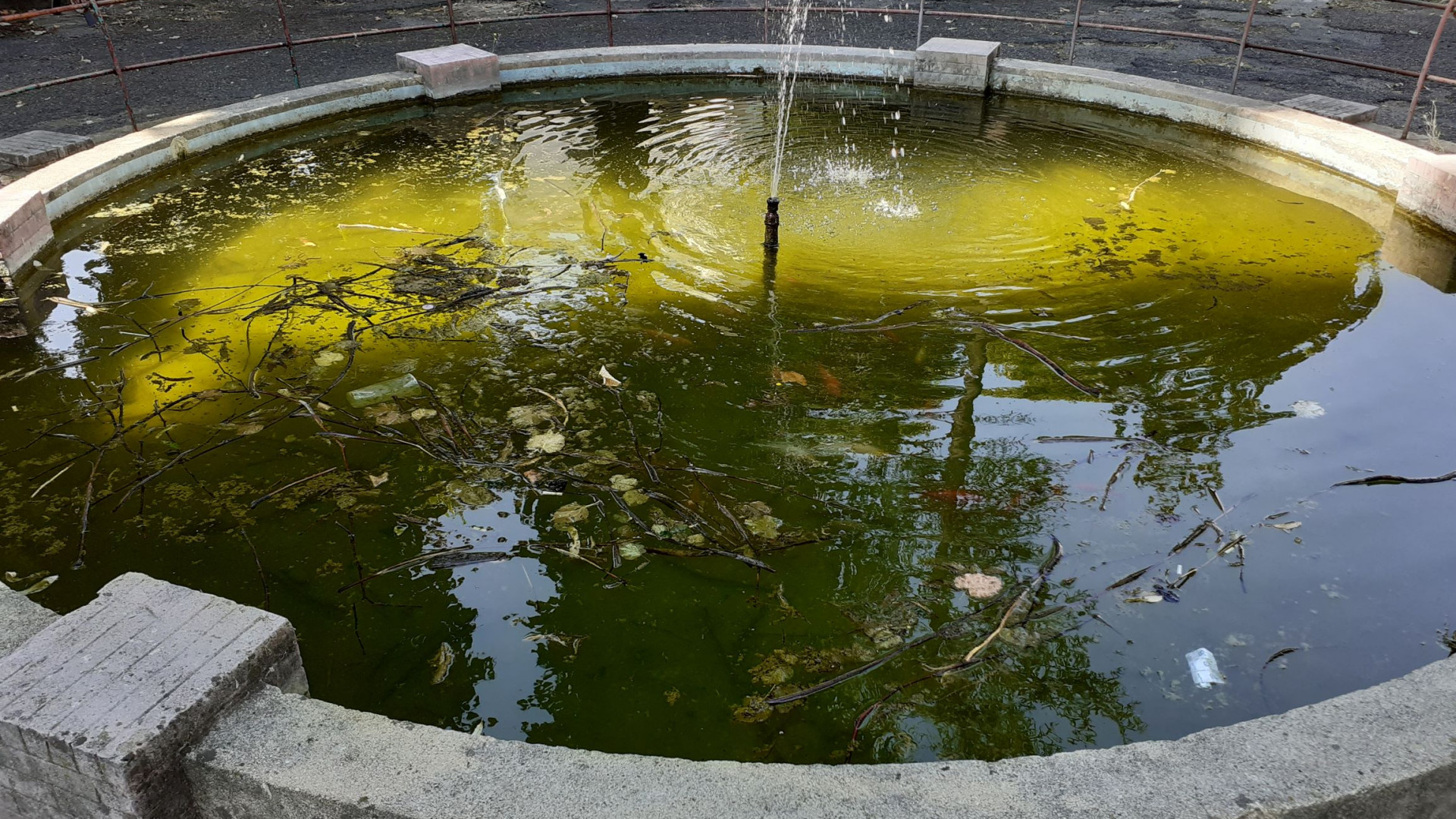 Pesci morti, plastica e sporcizia: nel degrado la fontana di piazza Caduti