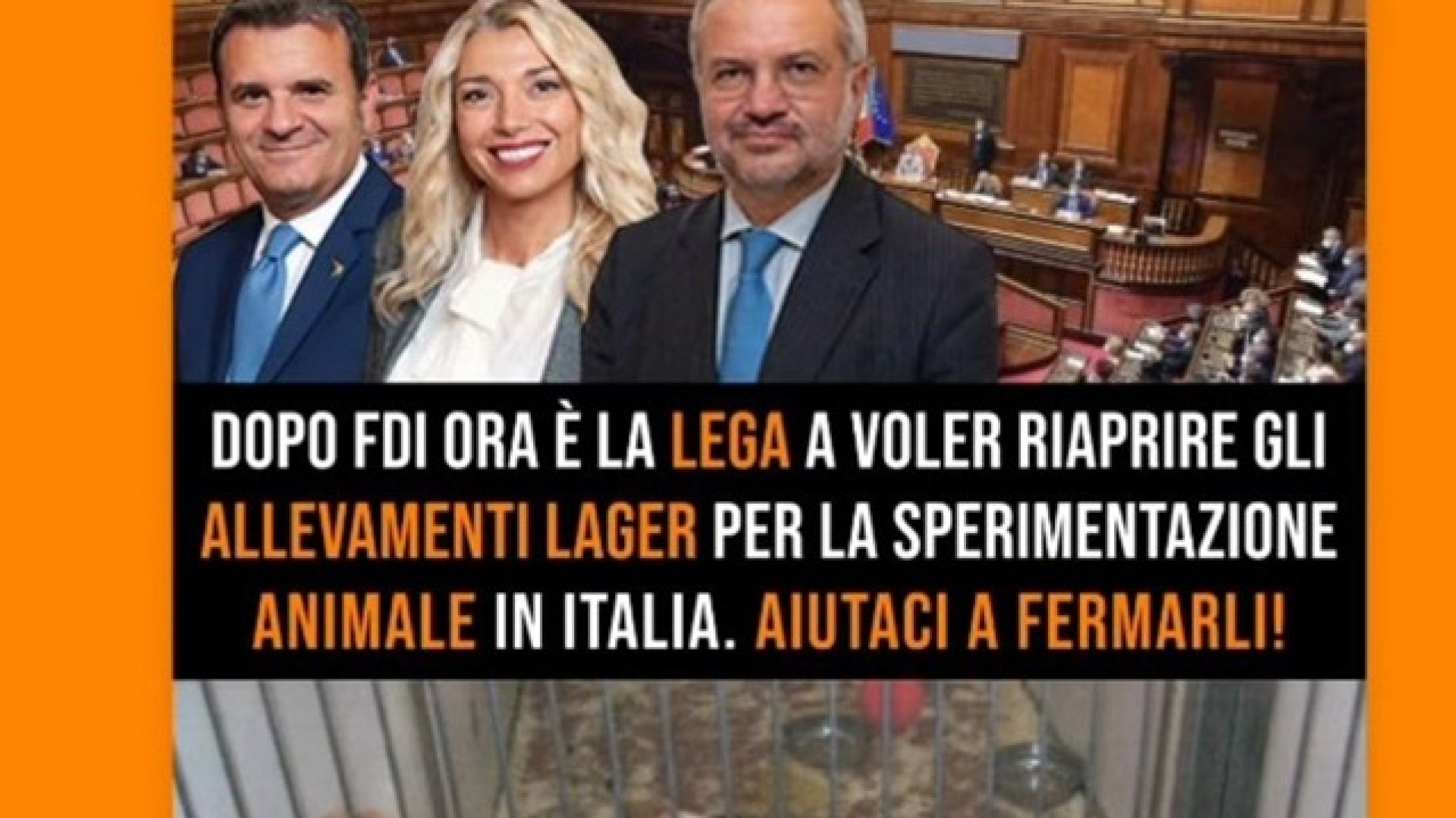 Elisabetta Canalis all’attacco di Elena Murelli: "Stop ai lager per gli animali"