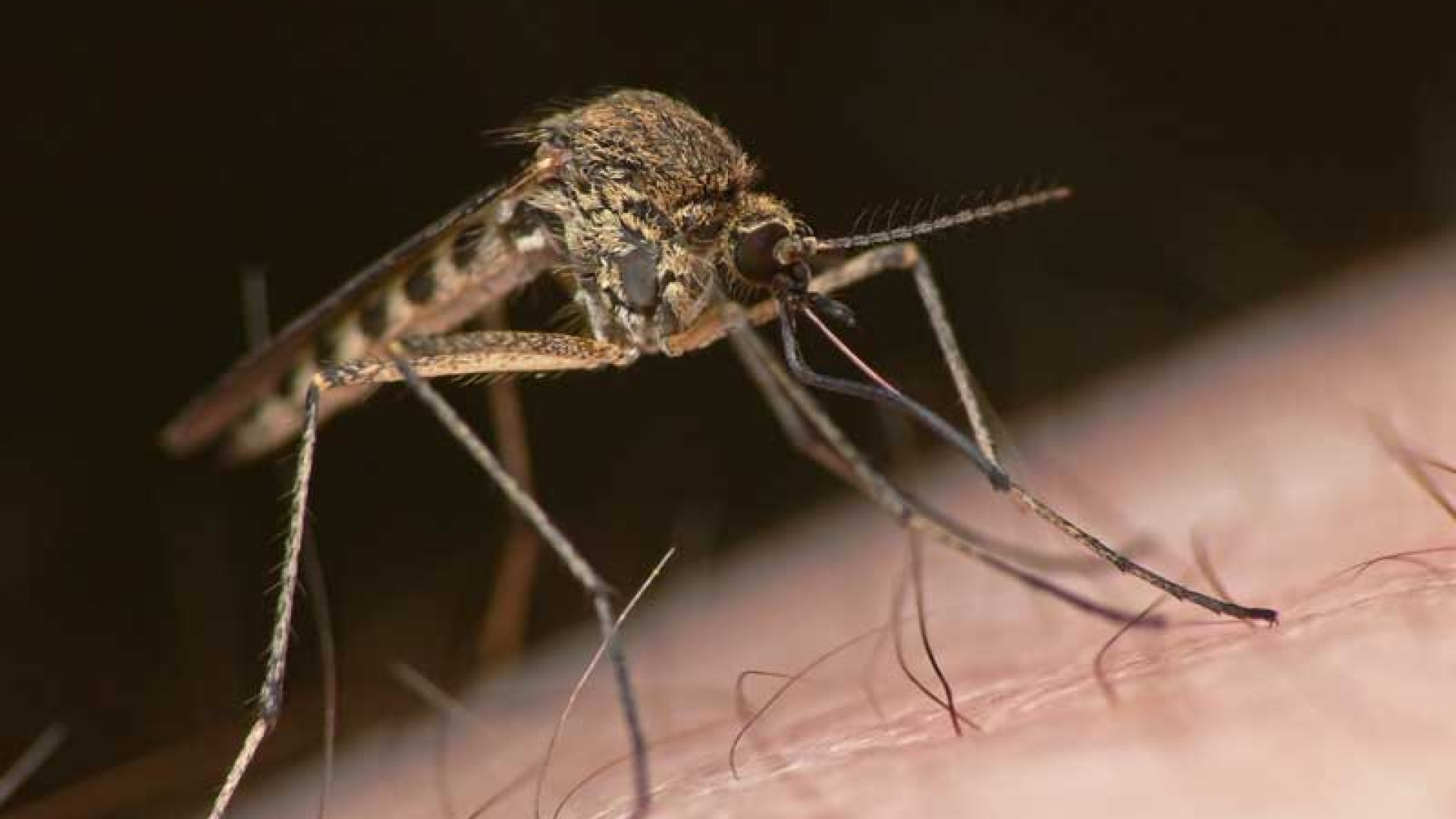 Virus West Nile isolato nelle "nostre zanzare". E' allerta