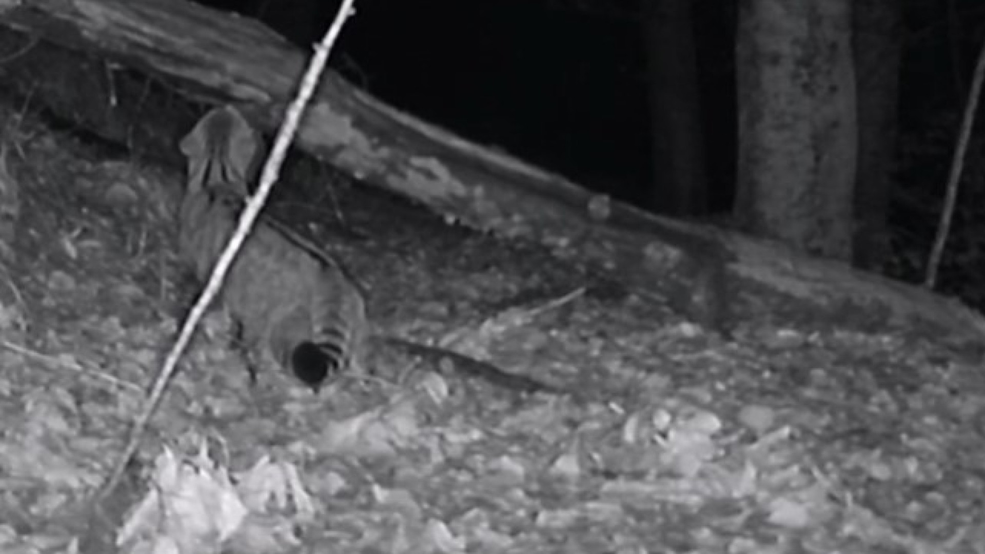 Il gatto selvatico europeo avvistato in Valboreca. È il primo caso piacentino