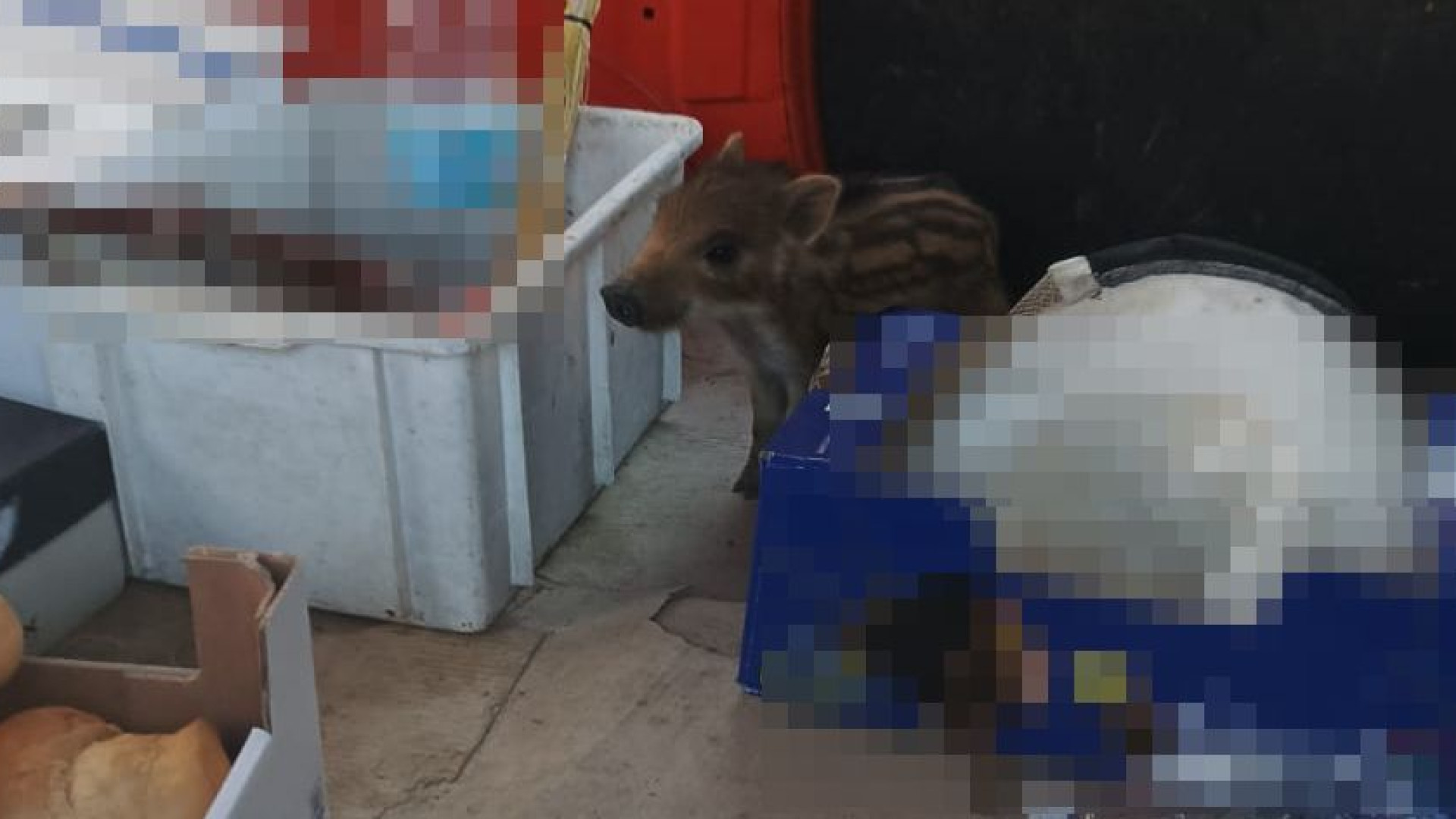 Va al bar con un cucciolo di cinghiale nel furgone: liberato dalle guardie zoofile