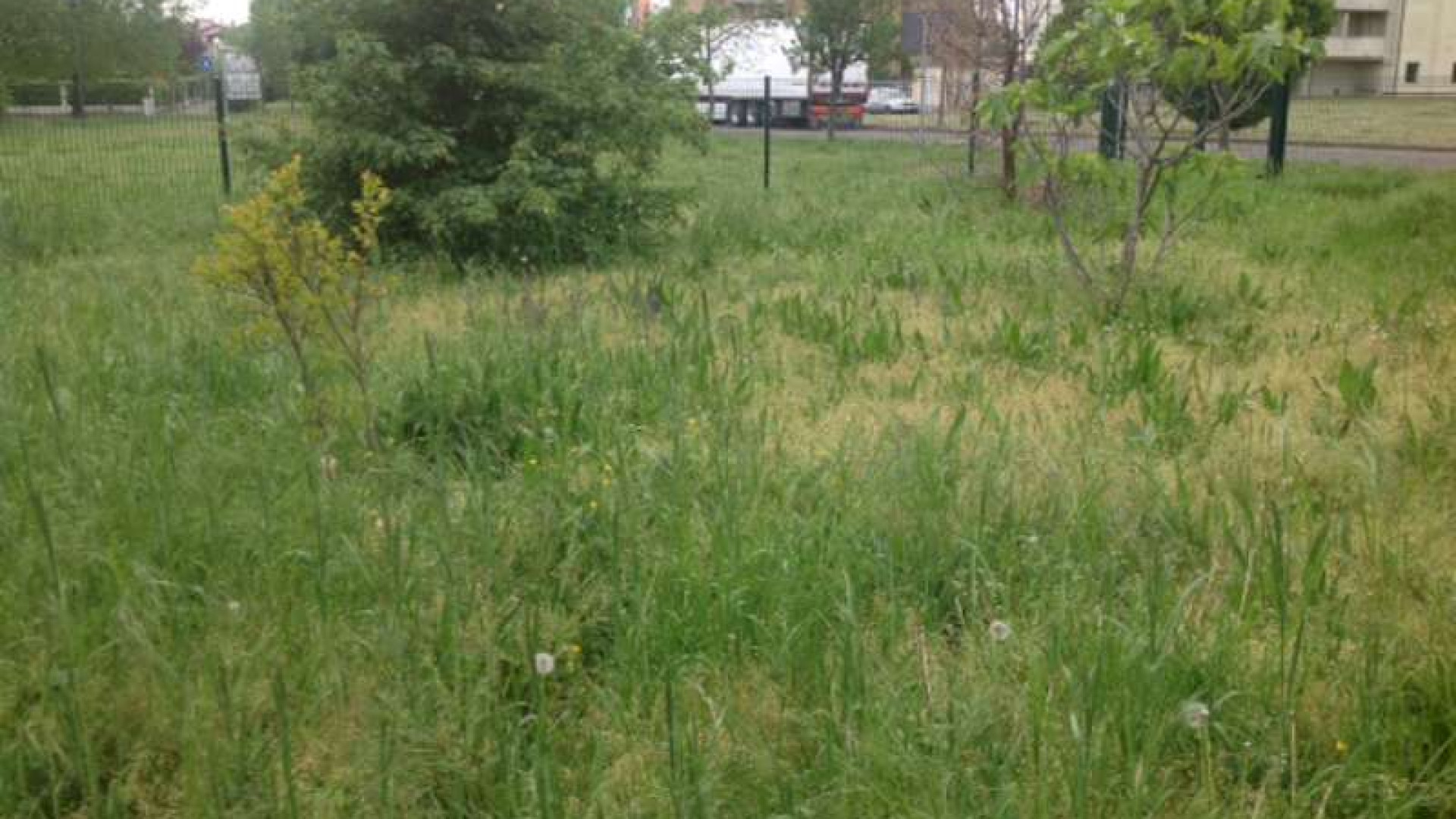 Giardino abbandonato in via Codagnello, protestano i residenti