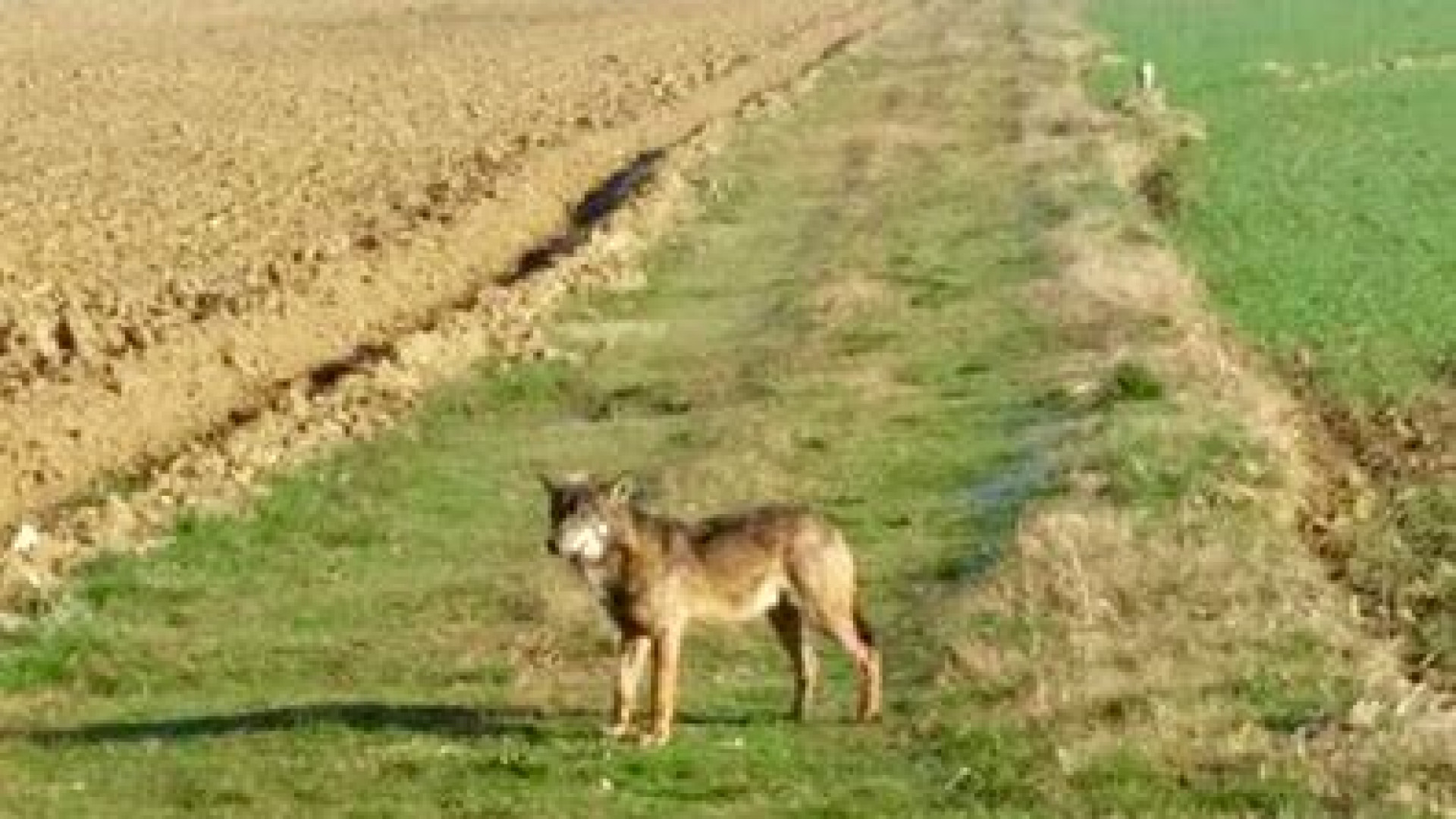 Lupi in agguato e sempre più a valle: avvistamento a Sarmato. VIDEO