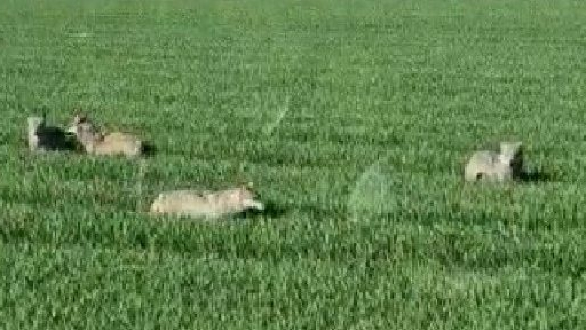 Cacciatore salva un cagnolino da tre lupi a Casaliggio. "Tremava come una foglia"