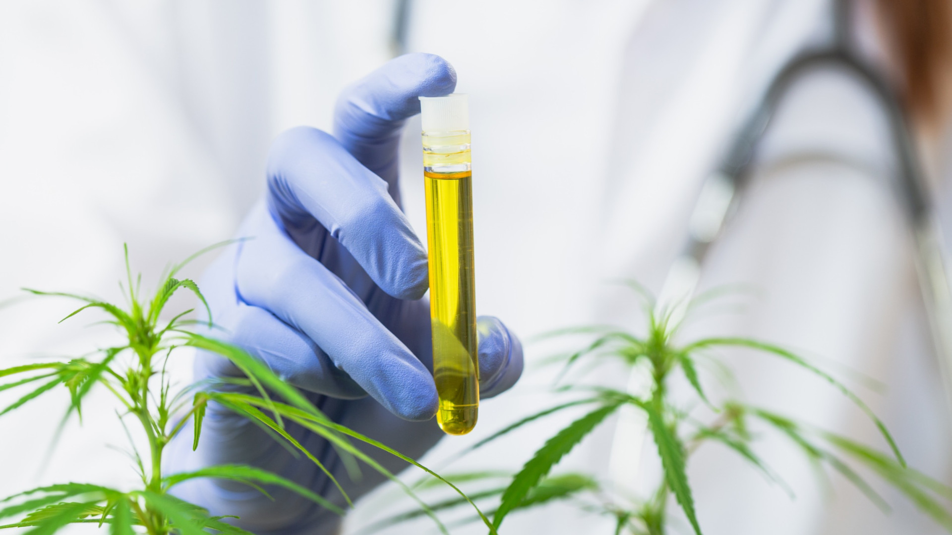 Sono cinquanta i piacentini |con dolore cronico curati |con la cannabis terapeutica