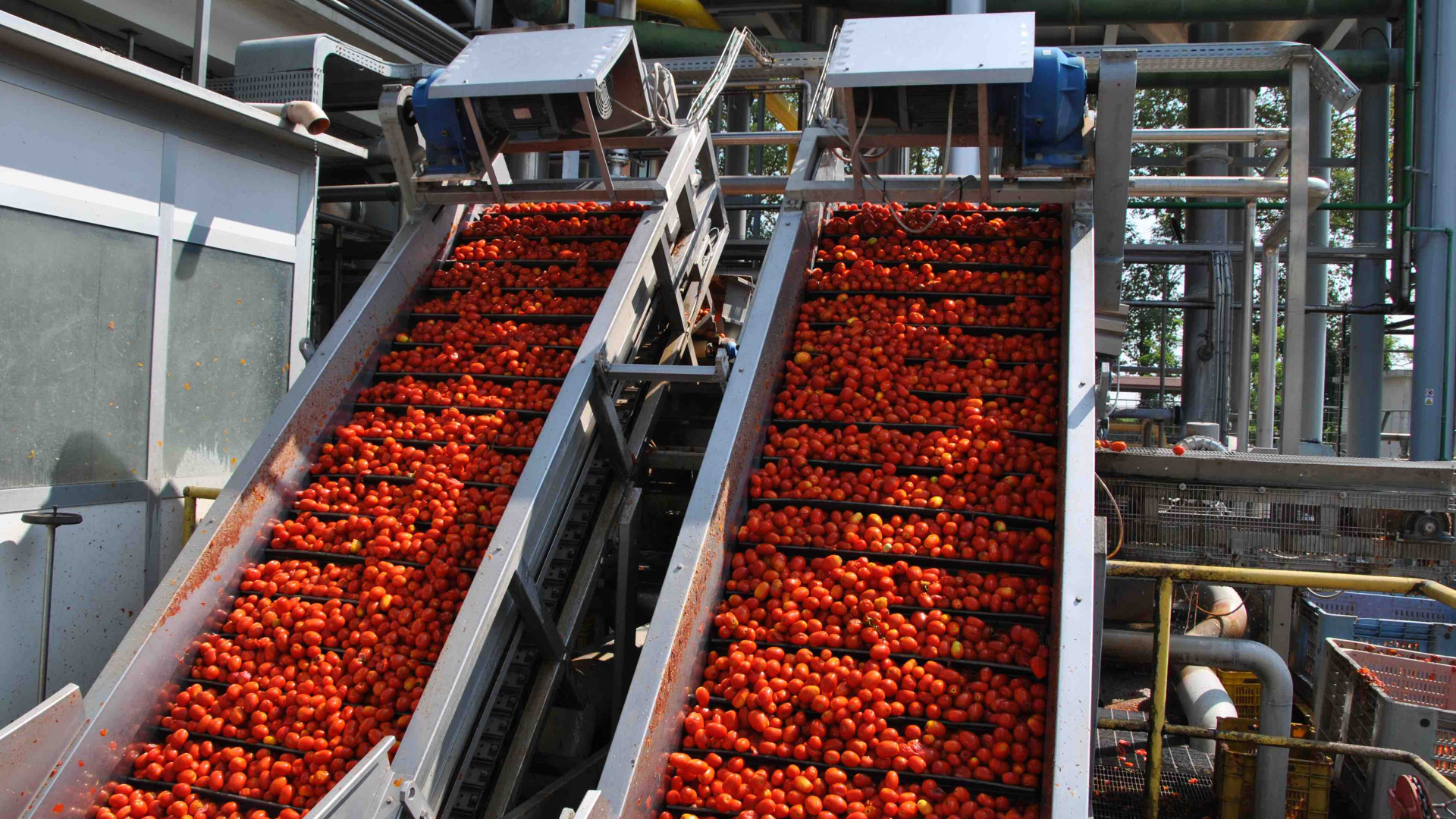 Emergenza campagna del pomodoro, la Regione scrive al ministro Bellanova
