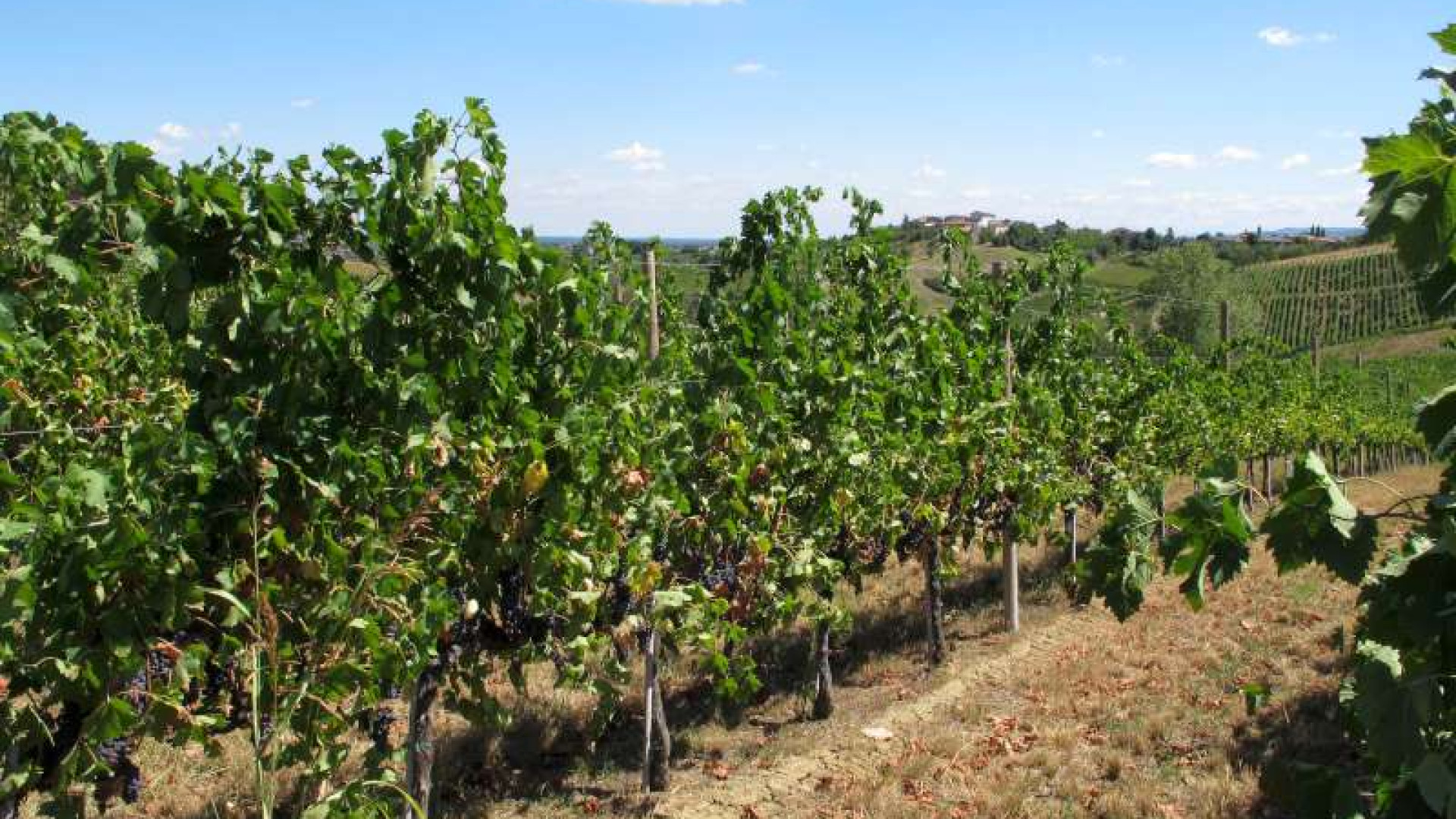 Anche due cantine piacentine tra le prime eccellenze vitivinicole italiane