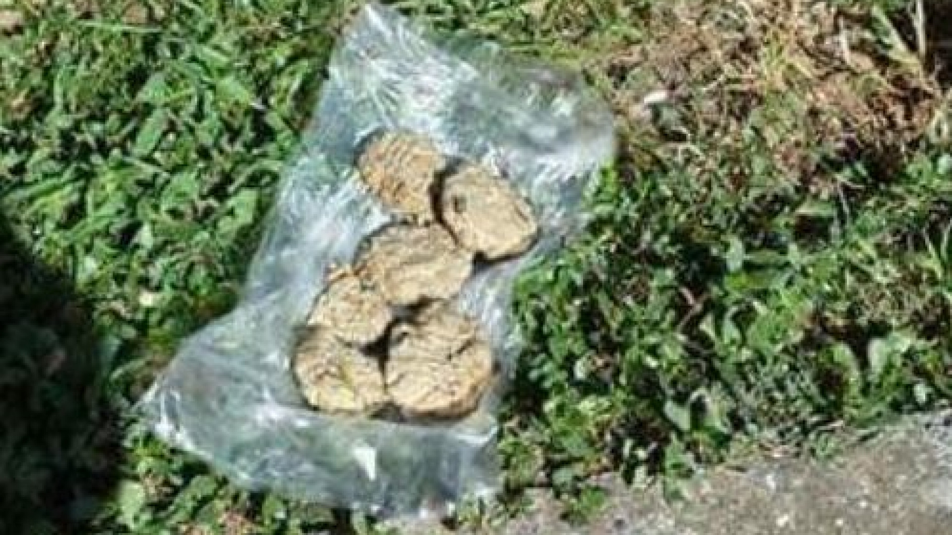 Ancora bocconi avvelenati: allarme per i proprietari di cani a Castello