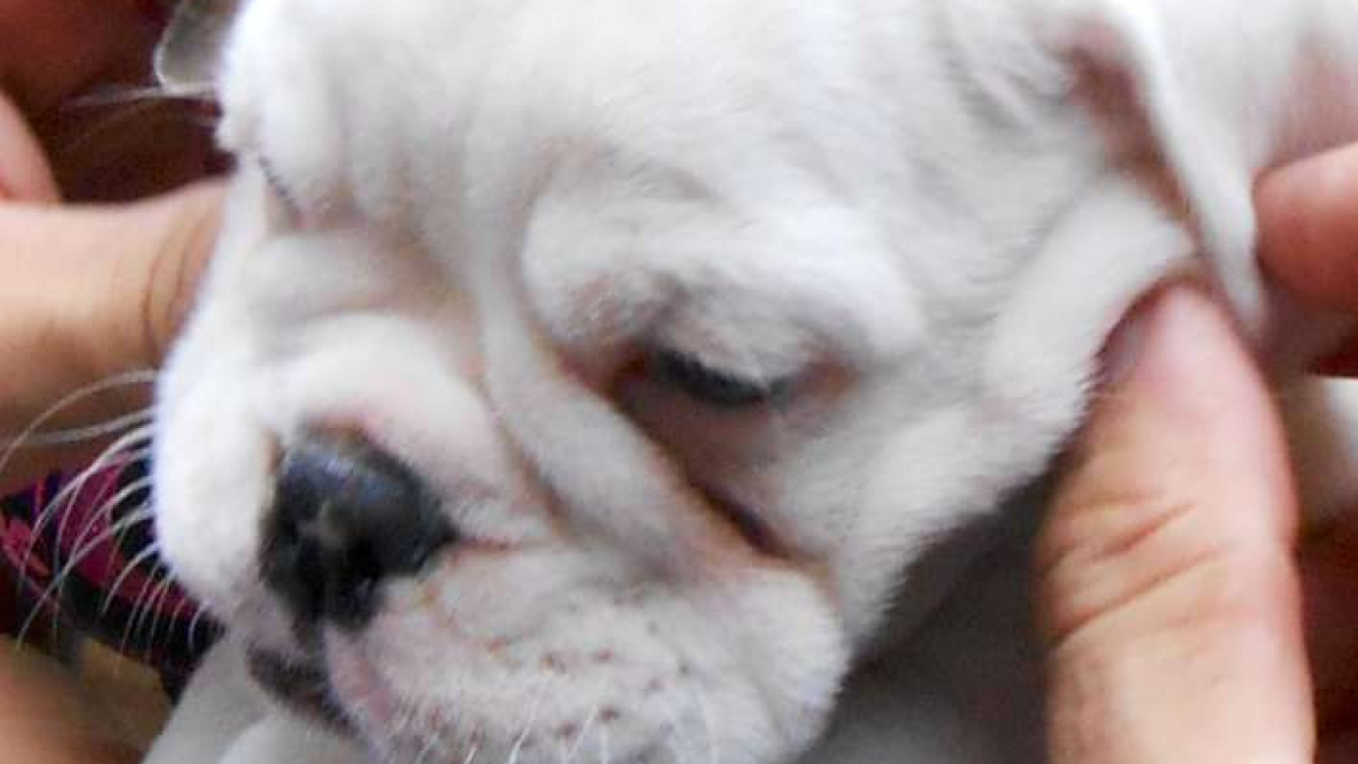 Tentativi di rapimento di cani: la polizia locale apre un'indagine