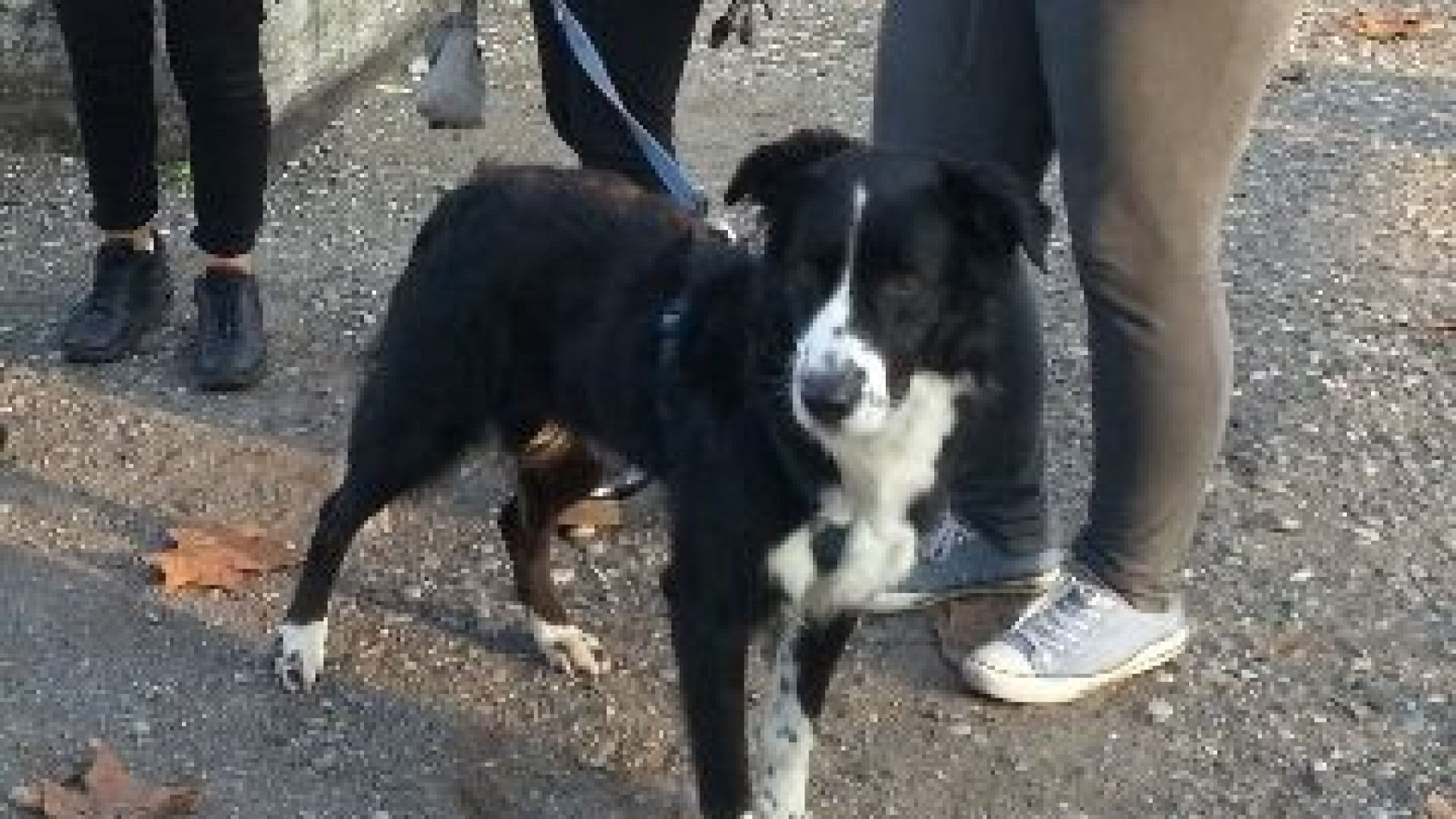 "Picco di cani vaganti con problemi al chip, ecco cosa fare". Il monito delle zoofile