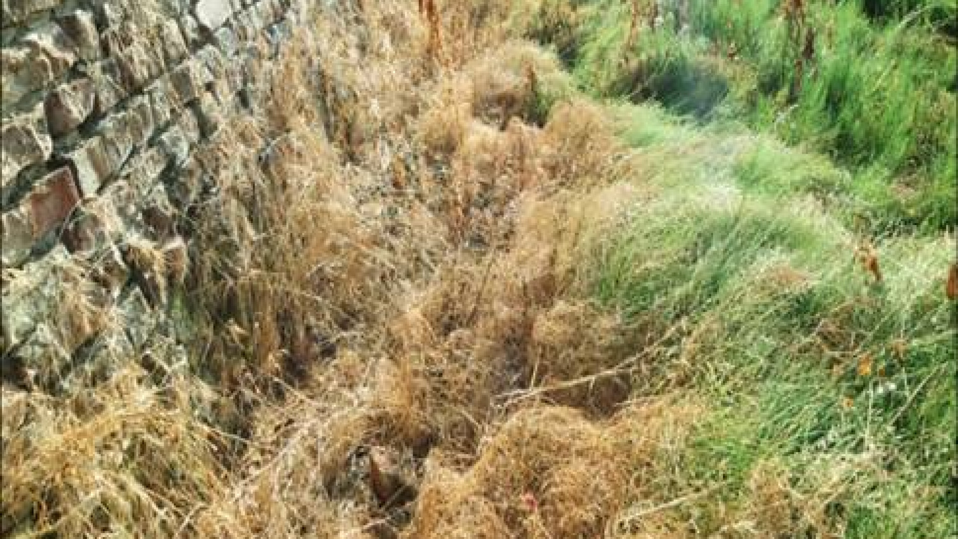 Disinfestante sulle Mura, Molinari: “Alto dosaggio, rischi per l’ambiente”