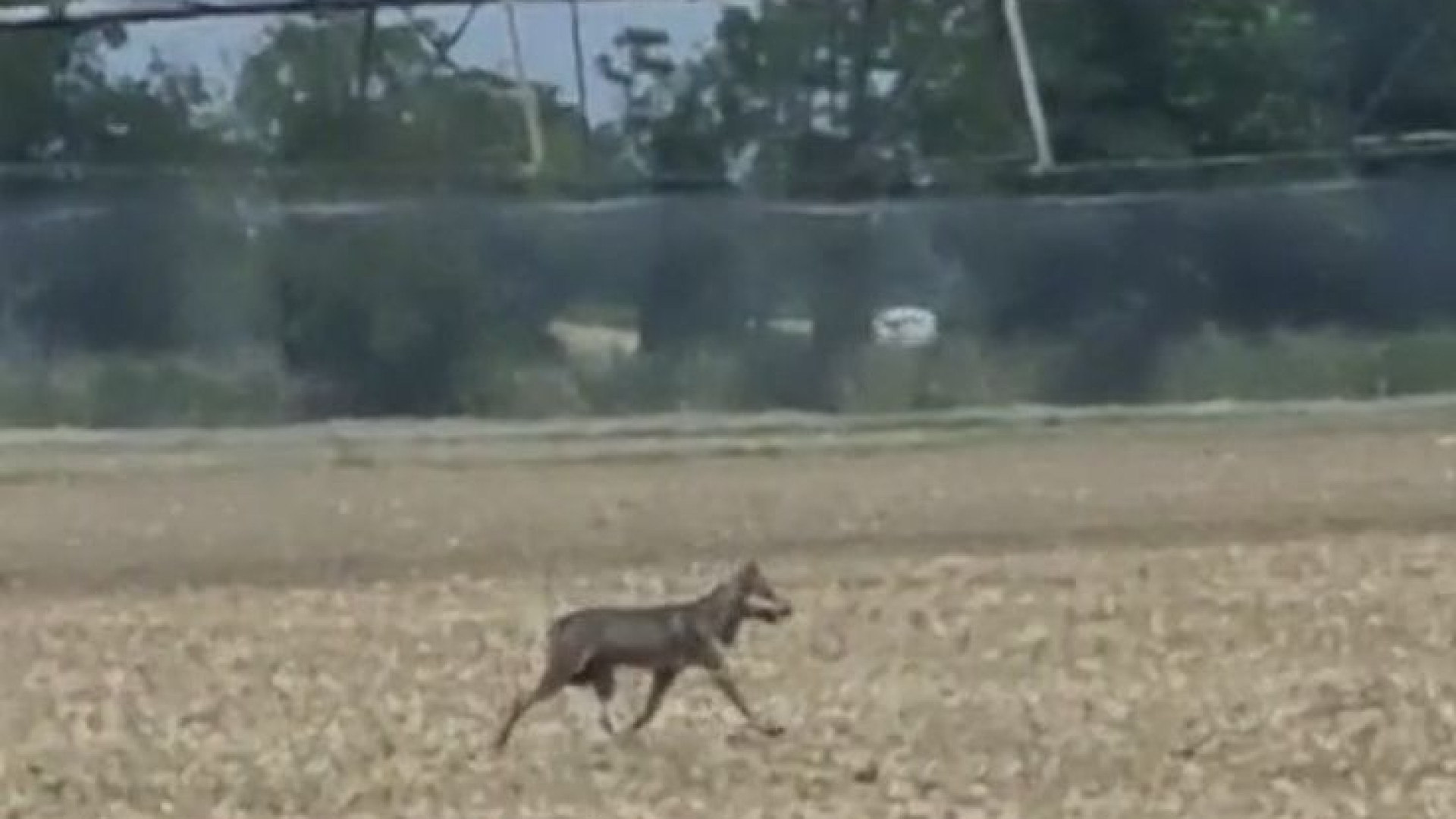 Fa troppo caldo anche per il lupo, doccia sotto l'irrigatore nei campi di Quarto