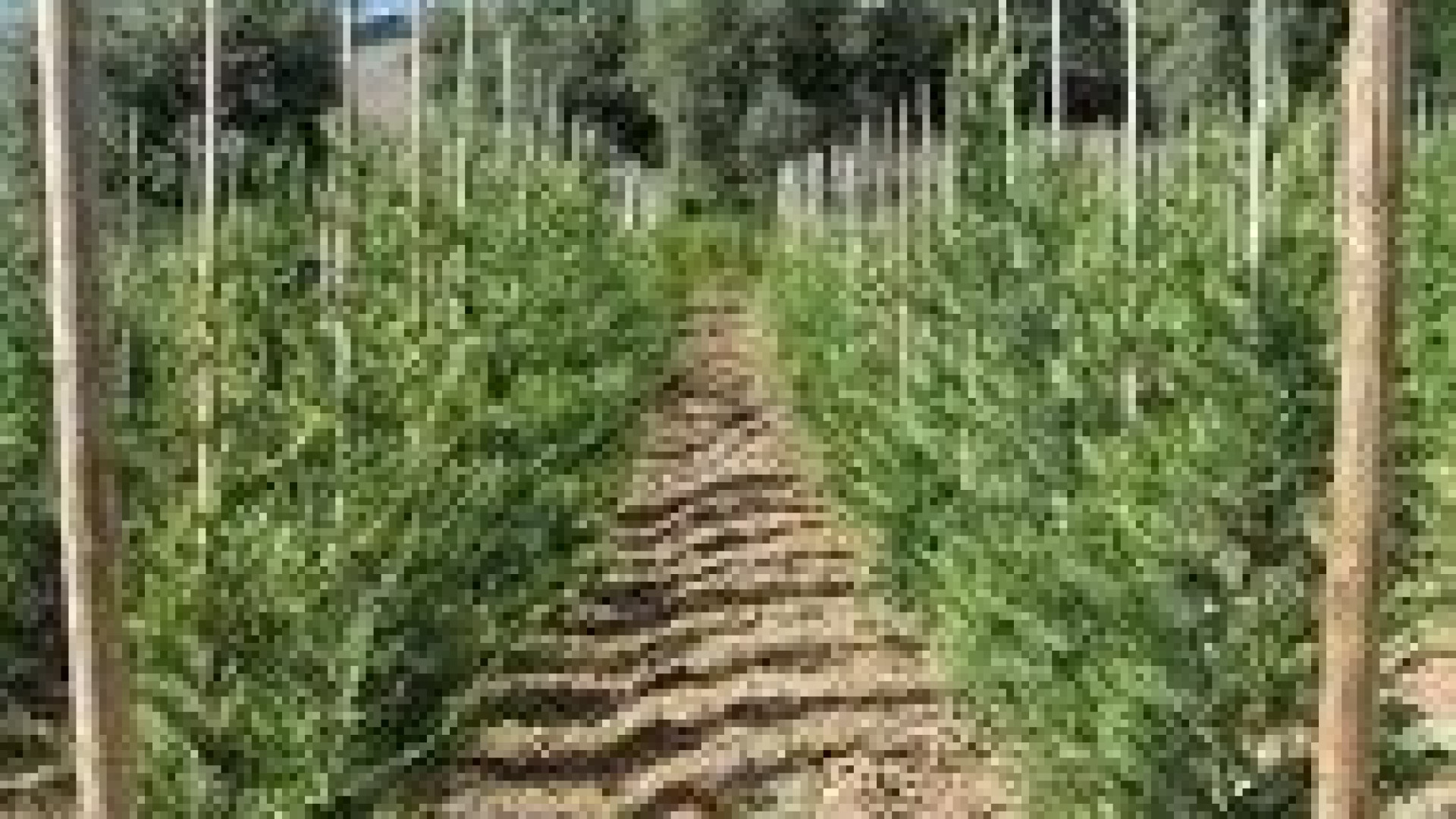 Da lunedì inizia la distribuzione gratuita di 700 alberi ai piacentini