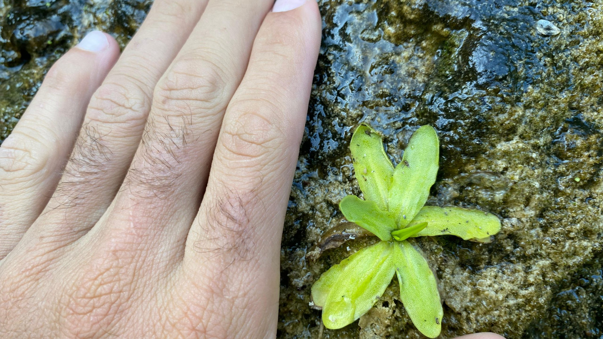 Una pianta carnivora mai vista in Val Trebbia: l'ultima scoperta di Andrea Bianchi