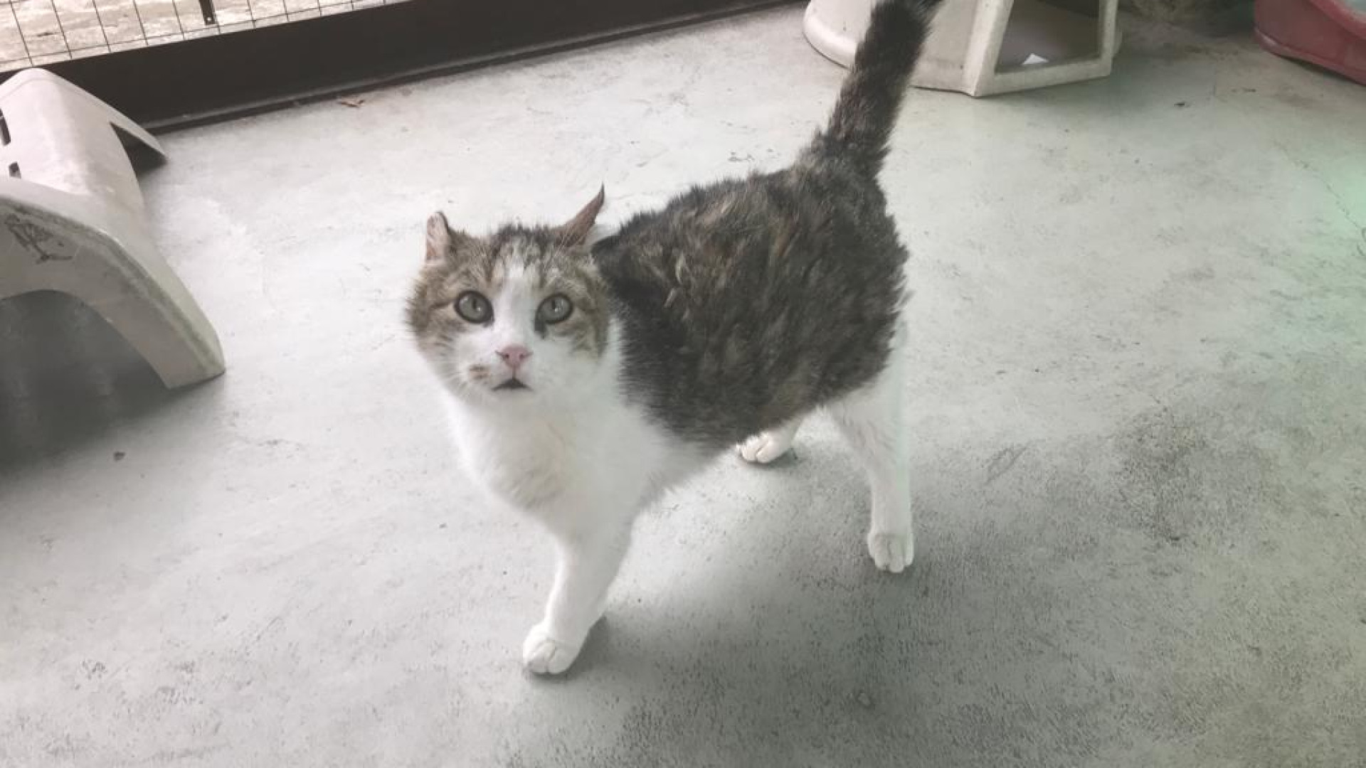 Animali da compagnia, il decalogo del Comune di Piacenza