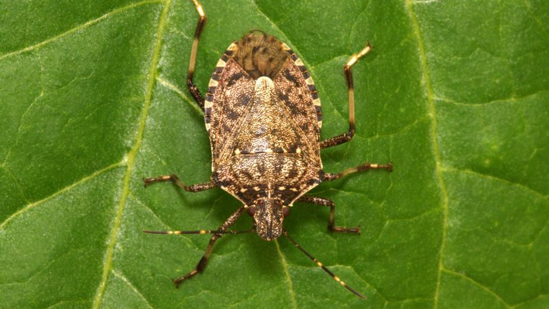 L'incubo degli agricoltori: invasione record della cimice asiatica