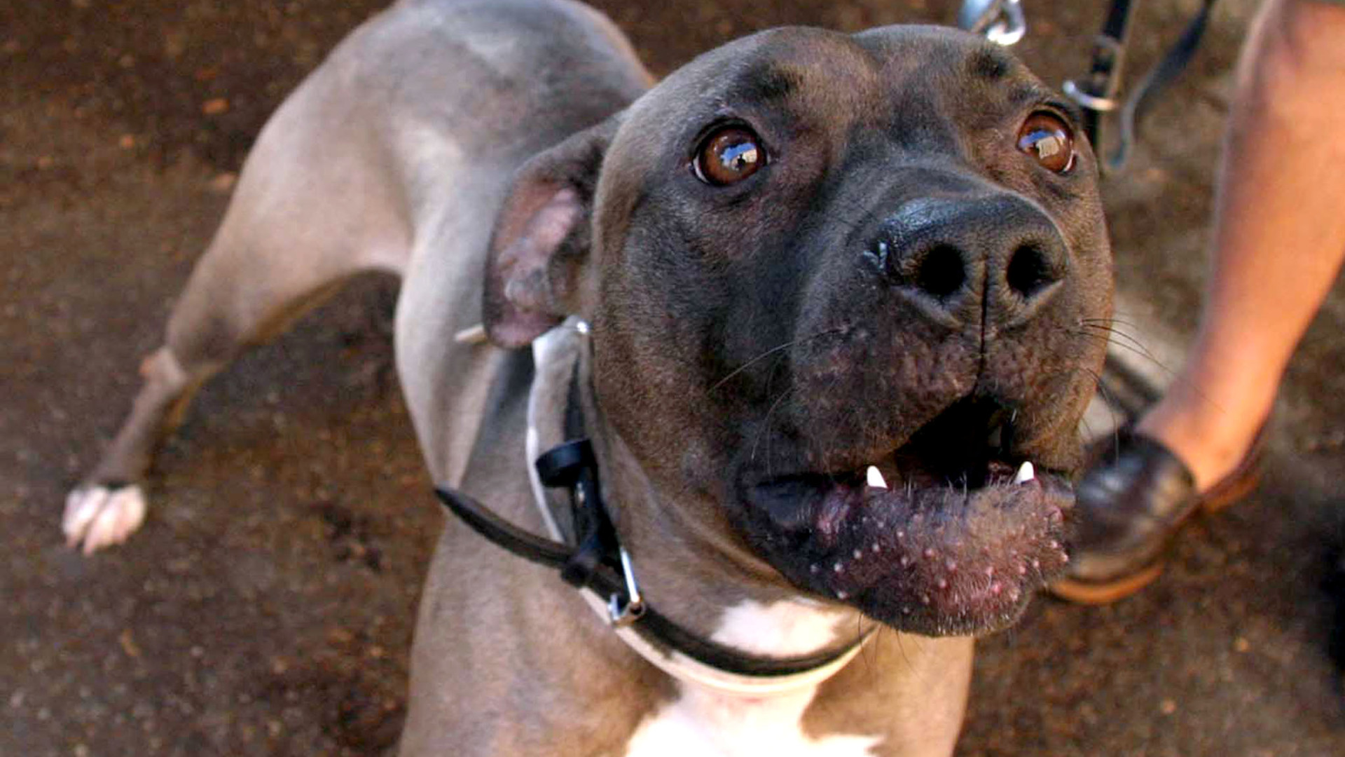 Trentenne trasportato in ospedale dopo essere stato azzannato da un pitbull