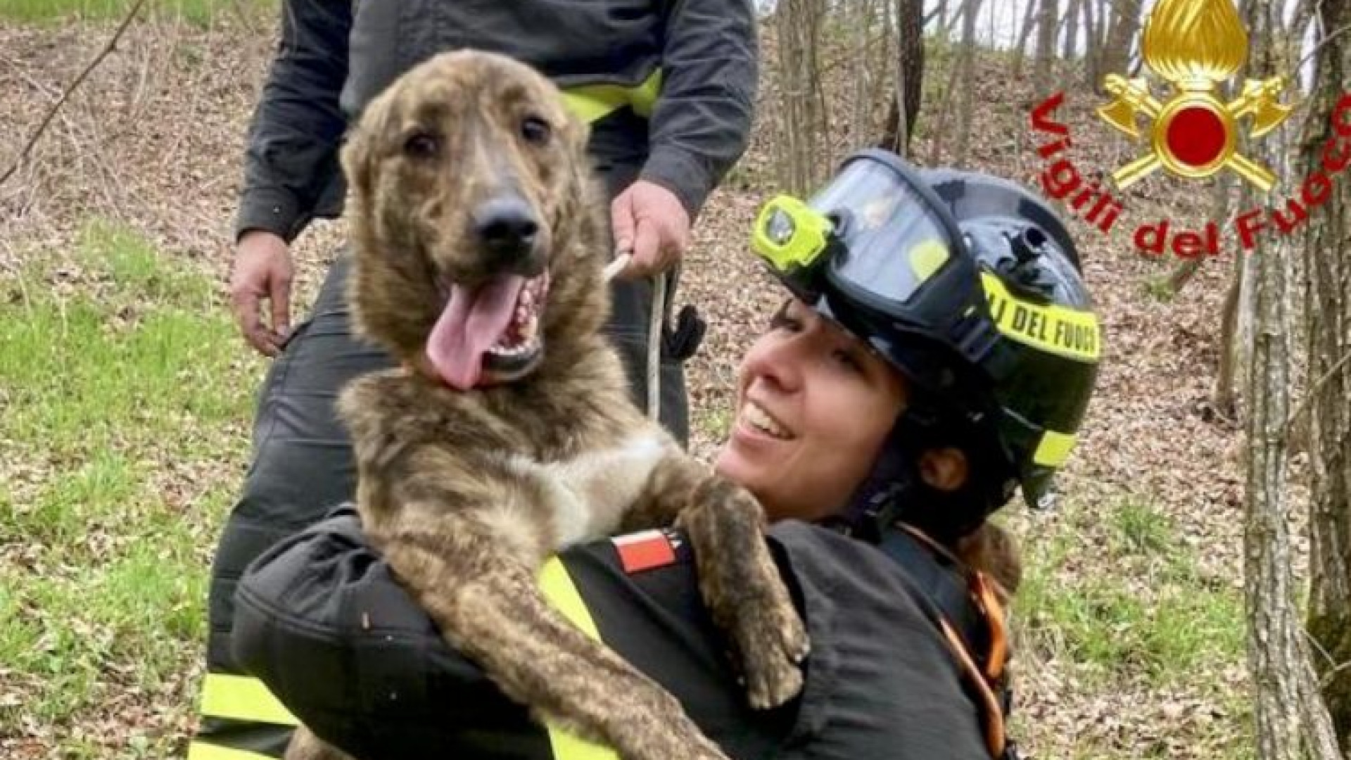I vigili del fuoco salvano un cane bloccato su un crinale della falesia di Perino