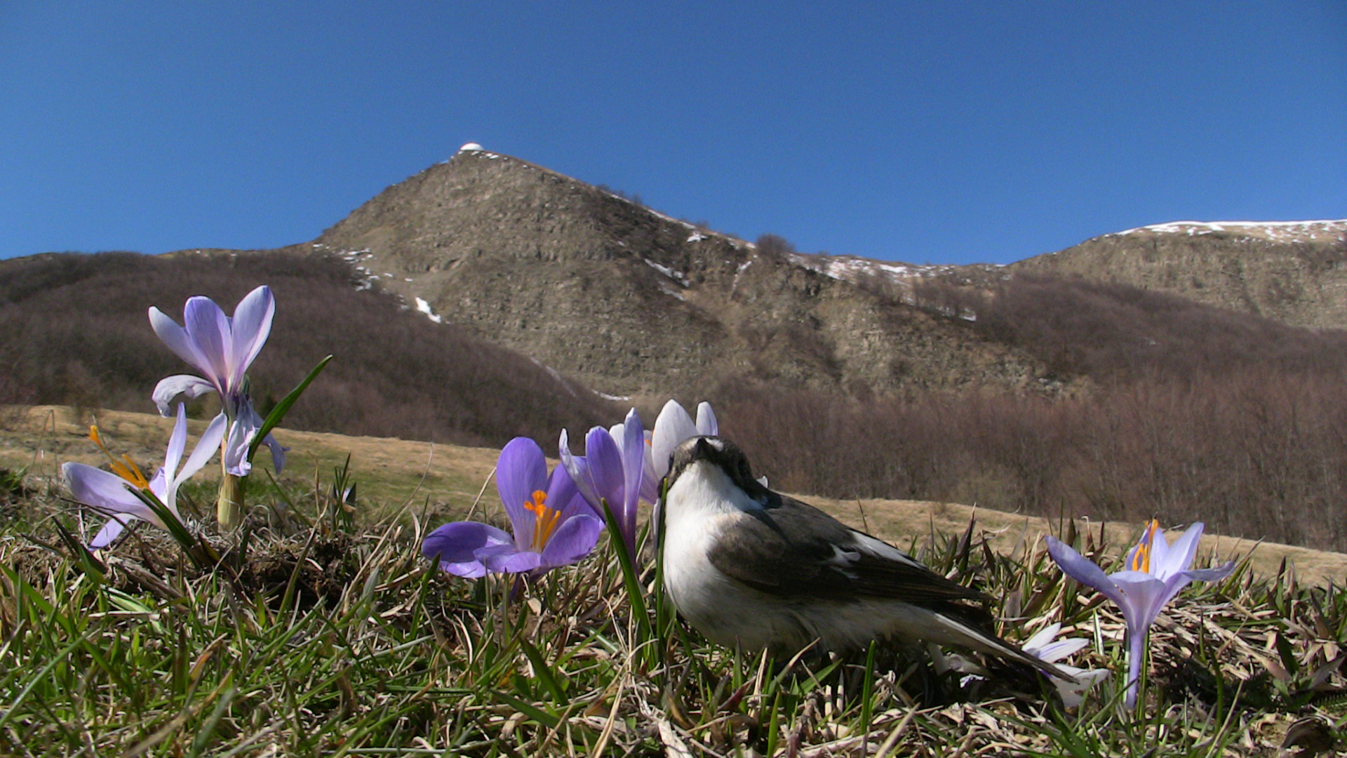 Dai crochi al picchio mutatore: arriva la primavera anche sul monte Lesima